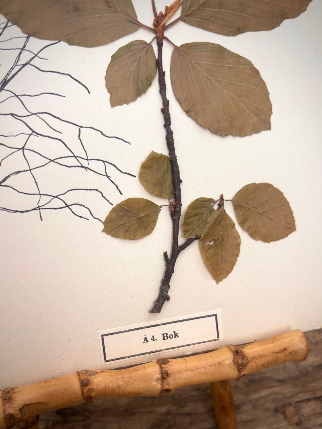 Vintage Pressed Swedish Herbarium A.4. Bok (Beech)