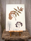 Vintage Pressed Swedish Herbarium A.9. Rönn (Rowan)