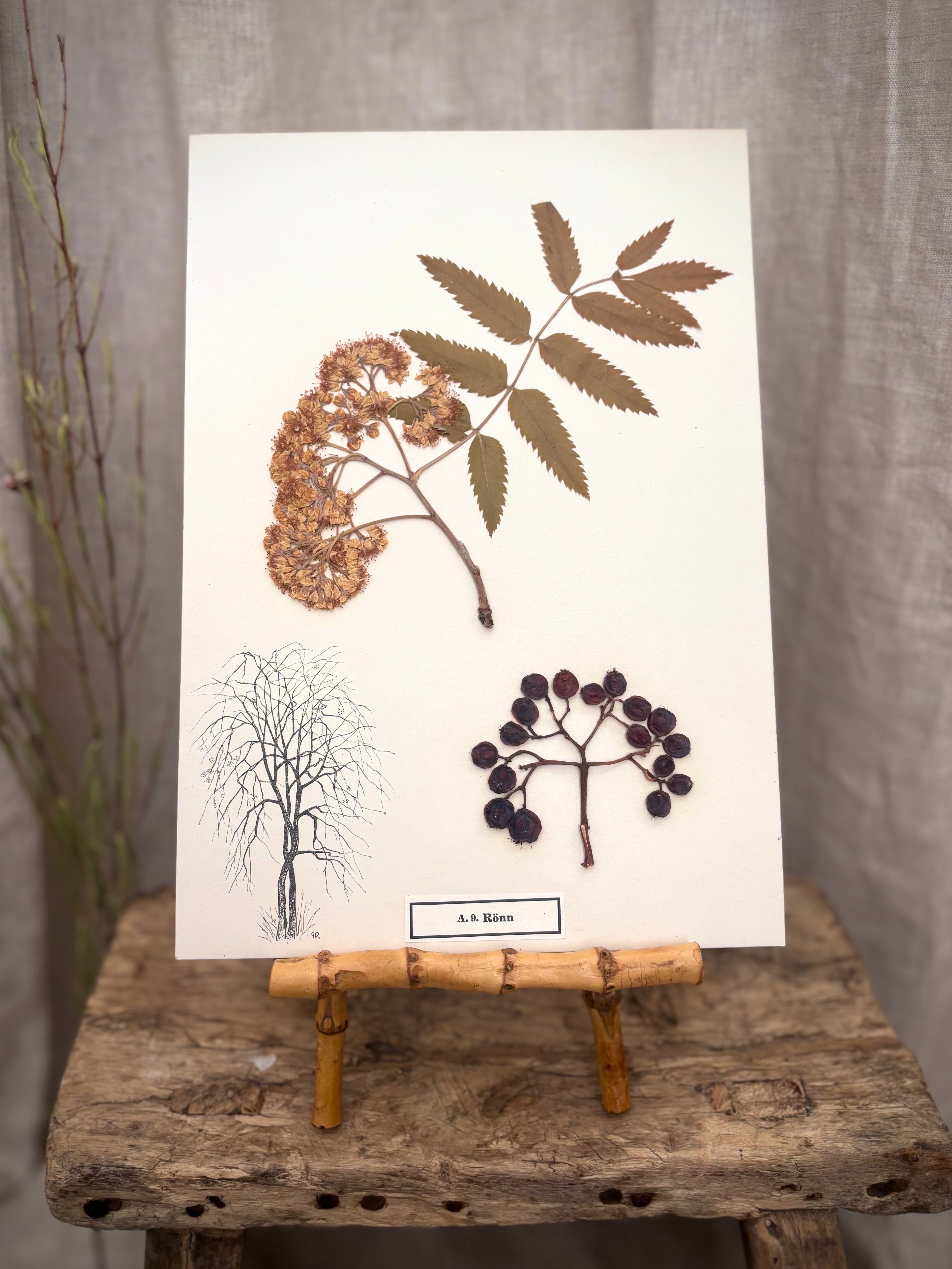 Vintage Pressed Swedish Herbarium A.9. Rönn (Rowan)