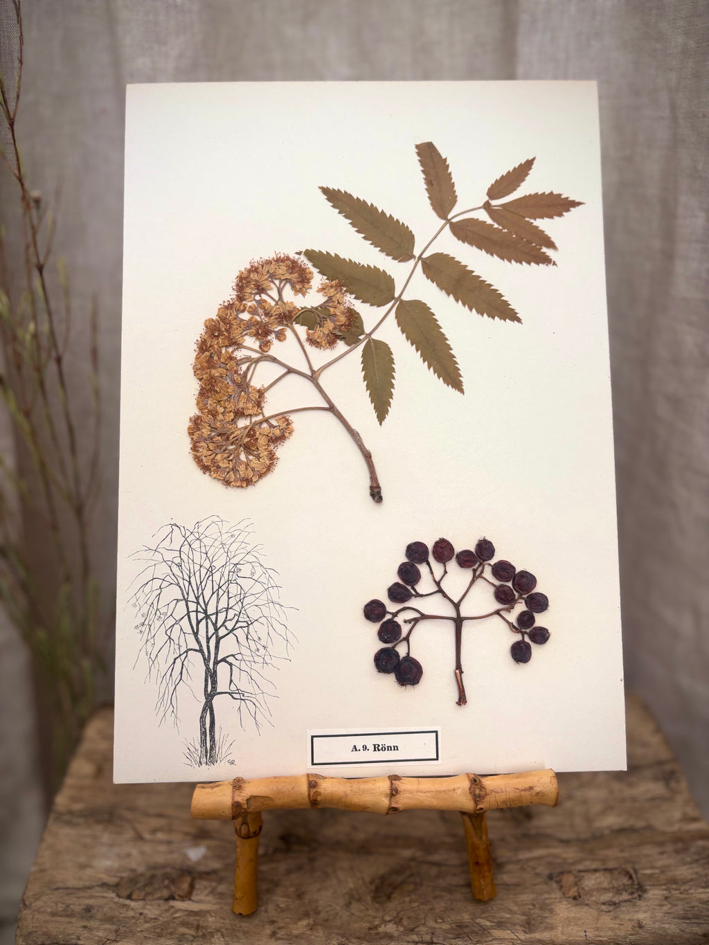 Vintage Pressed Swedish Herbarium A.9. Rönn (Rowan)