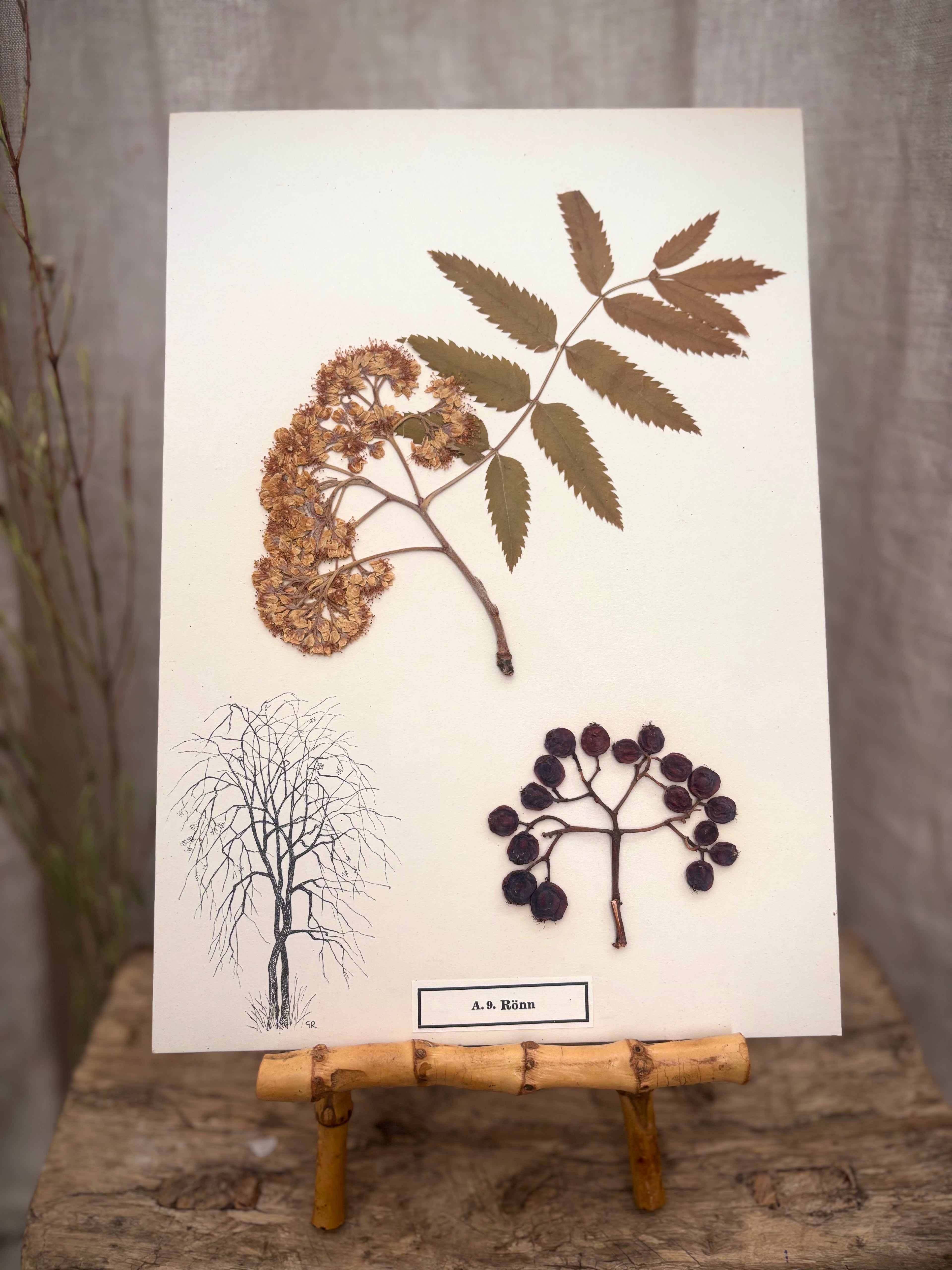 Vintage Pressed Swedish Herbarium A.9. Rönn (Rowan)