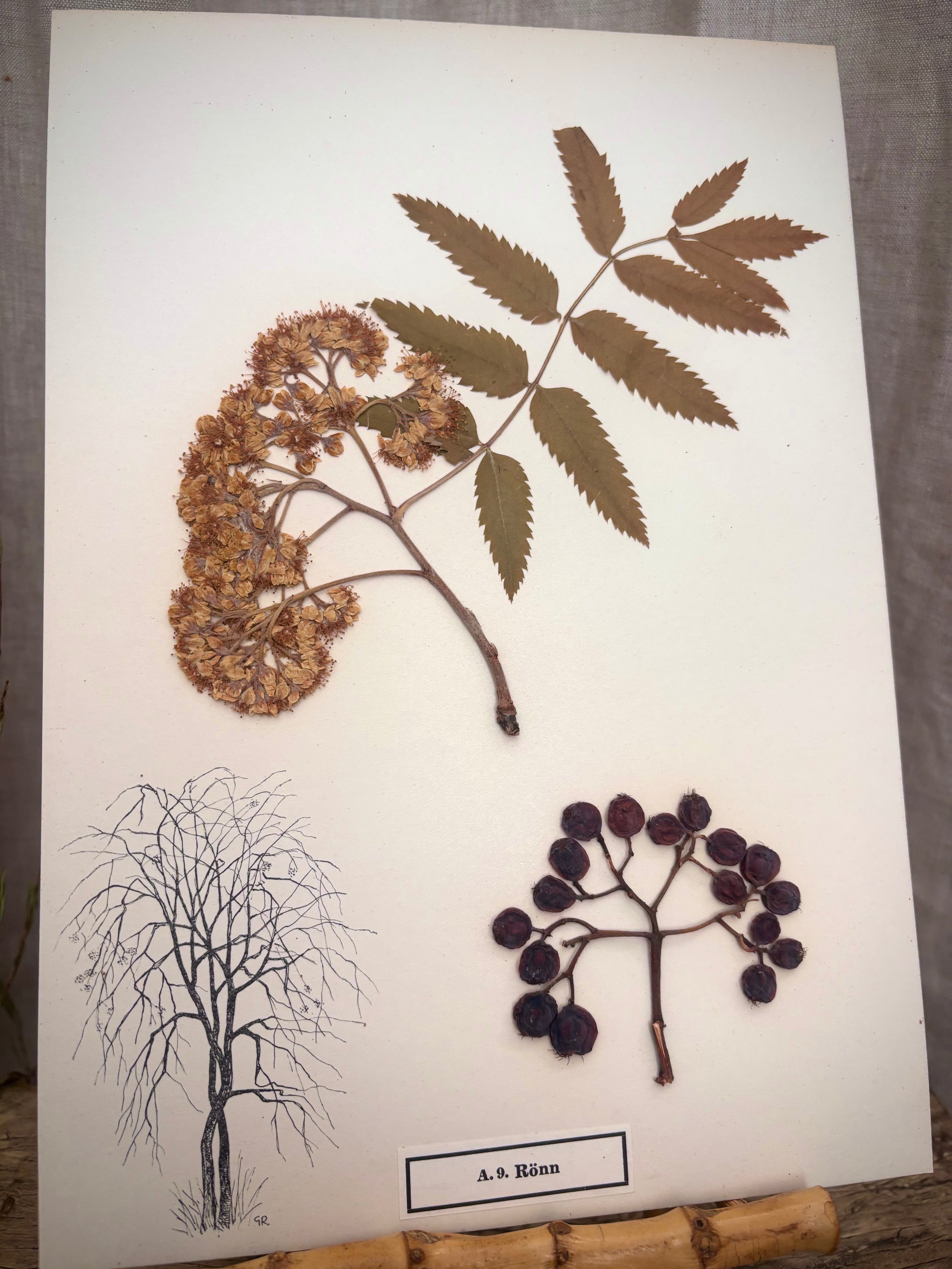 Vintage Pressed Swedish Herbarium A.9. Rönn (Rowan)