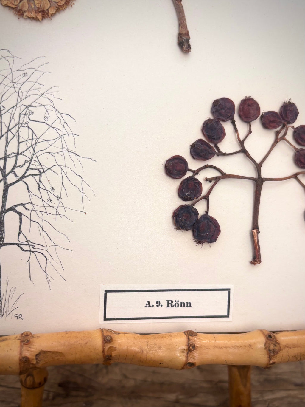 Vintage Pressed Swedish Herbarium A.9. Rönn (Rowan)