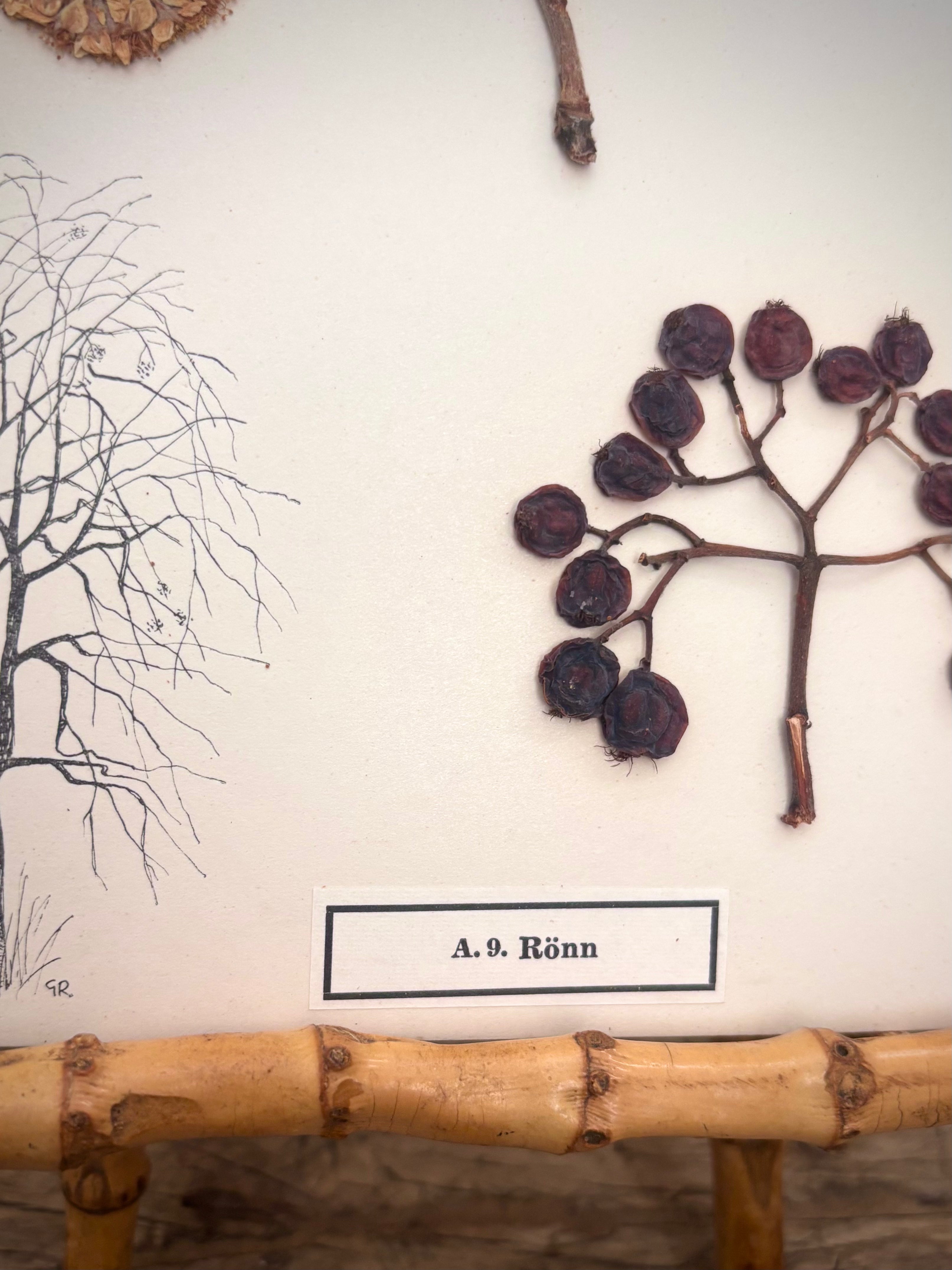 Vintage Pressed Swedish Herbarium A.9. Rönn (Rowan)