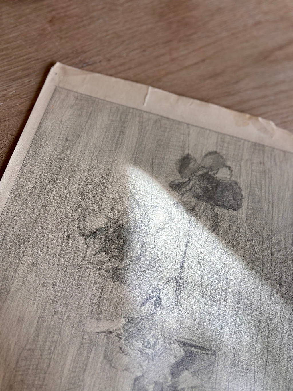 Antique French Charcoal Roses in a Vase Still Life Drawing, Signed