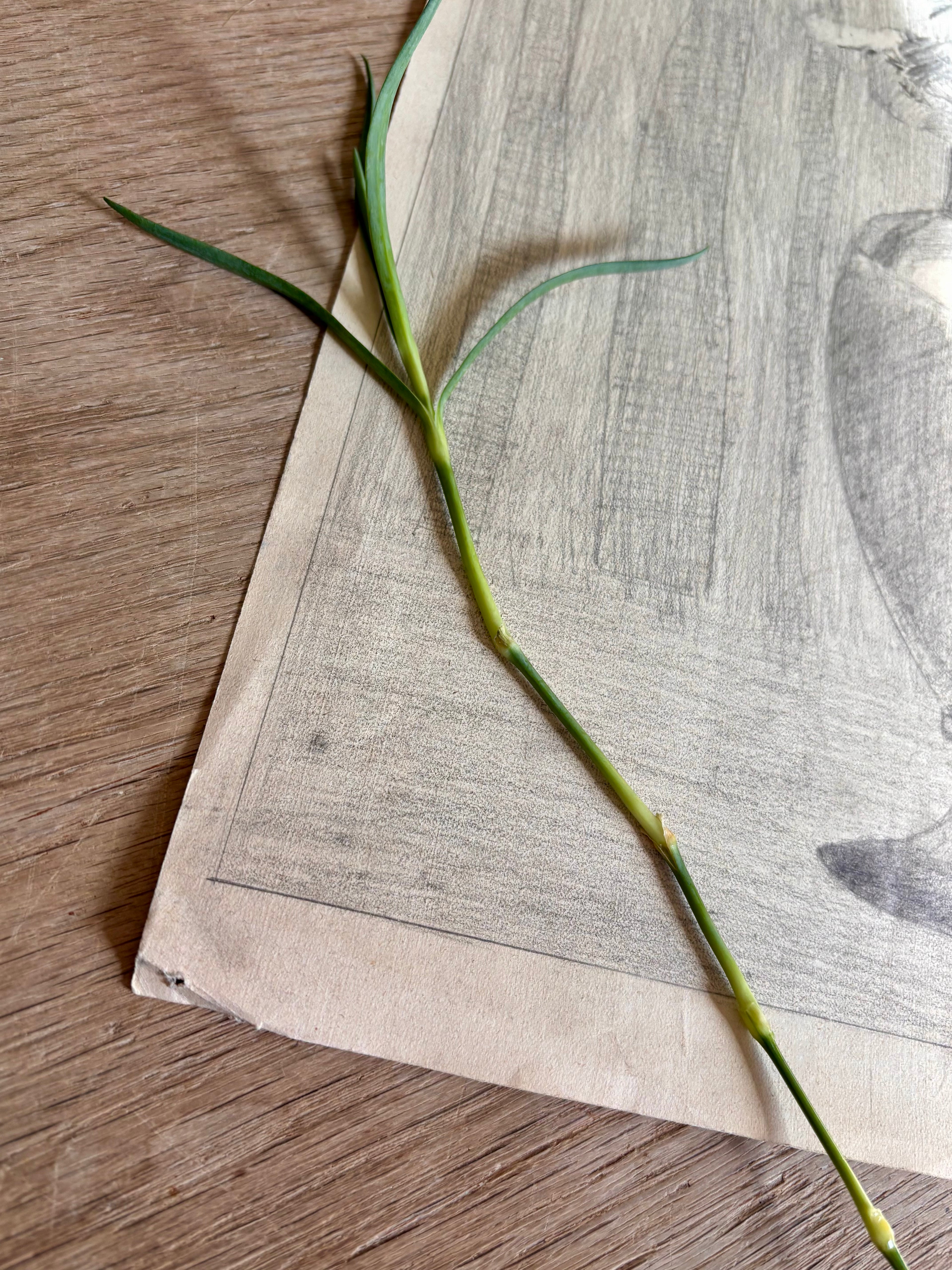 Antique French Charcoal Roses in a Vase Still Life Drawing, Signed
