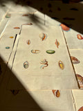 George Perry, Conchology (London, 1811), Hand-Colored Aquatint Engravings: Plate 53 — Ovula / Proscenula / Serpula