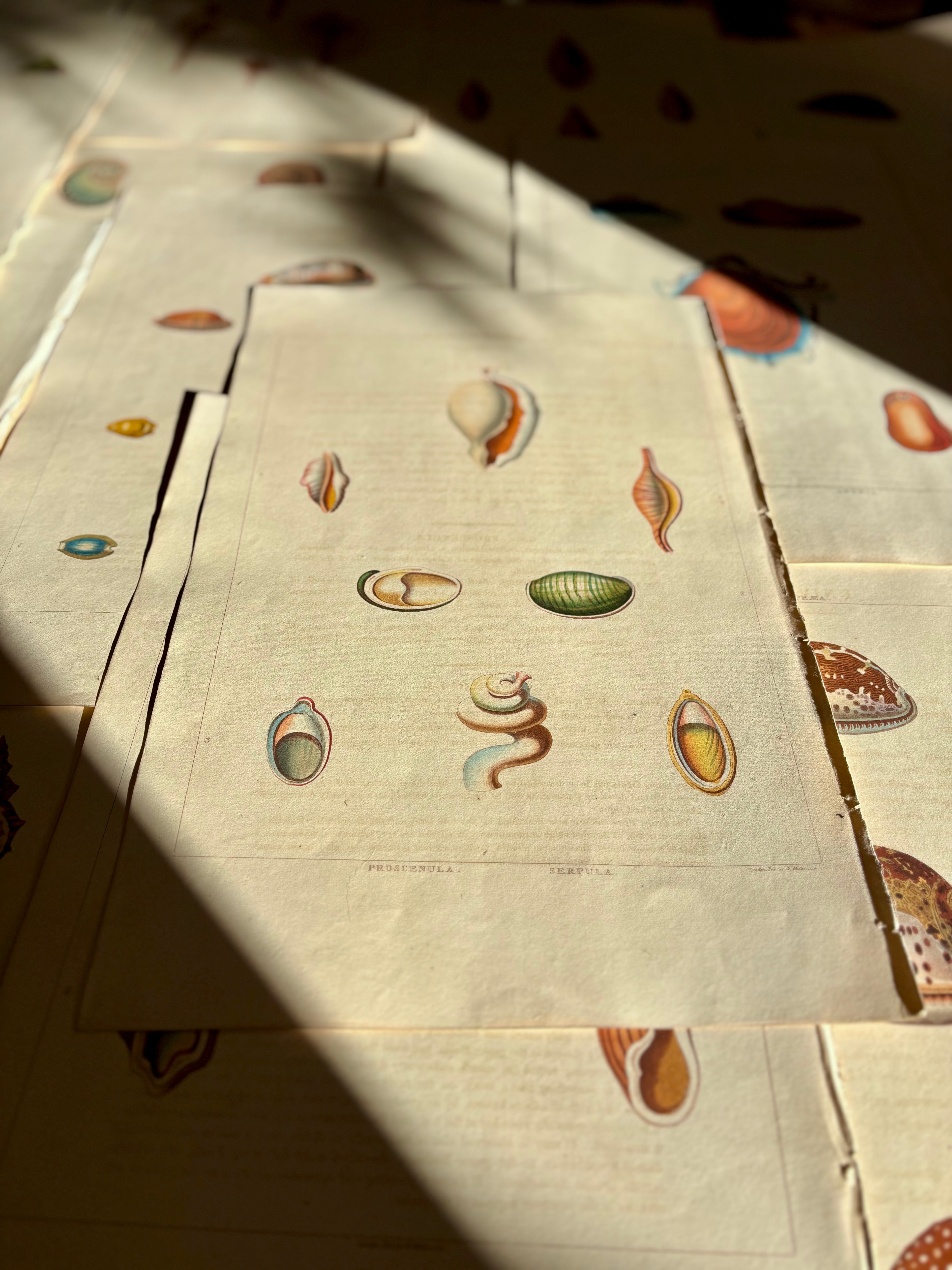 George Perry, Conchology (London, 1811), Hand-Colored Aquatint Engravings: Plate 53 — Ovula / Proscenula / Serpula