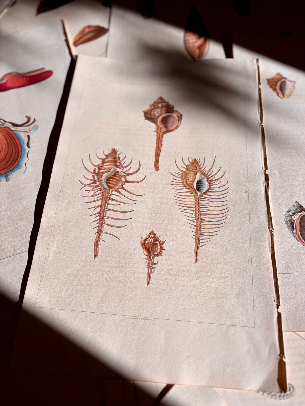 George Perry, Conchology (London, 1811), Hand-Colored Aquatint Engravings: Plate 45 — Aranea