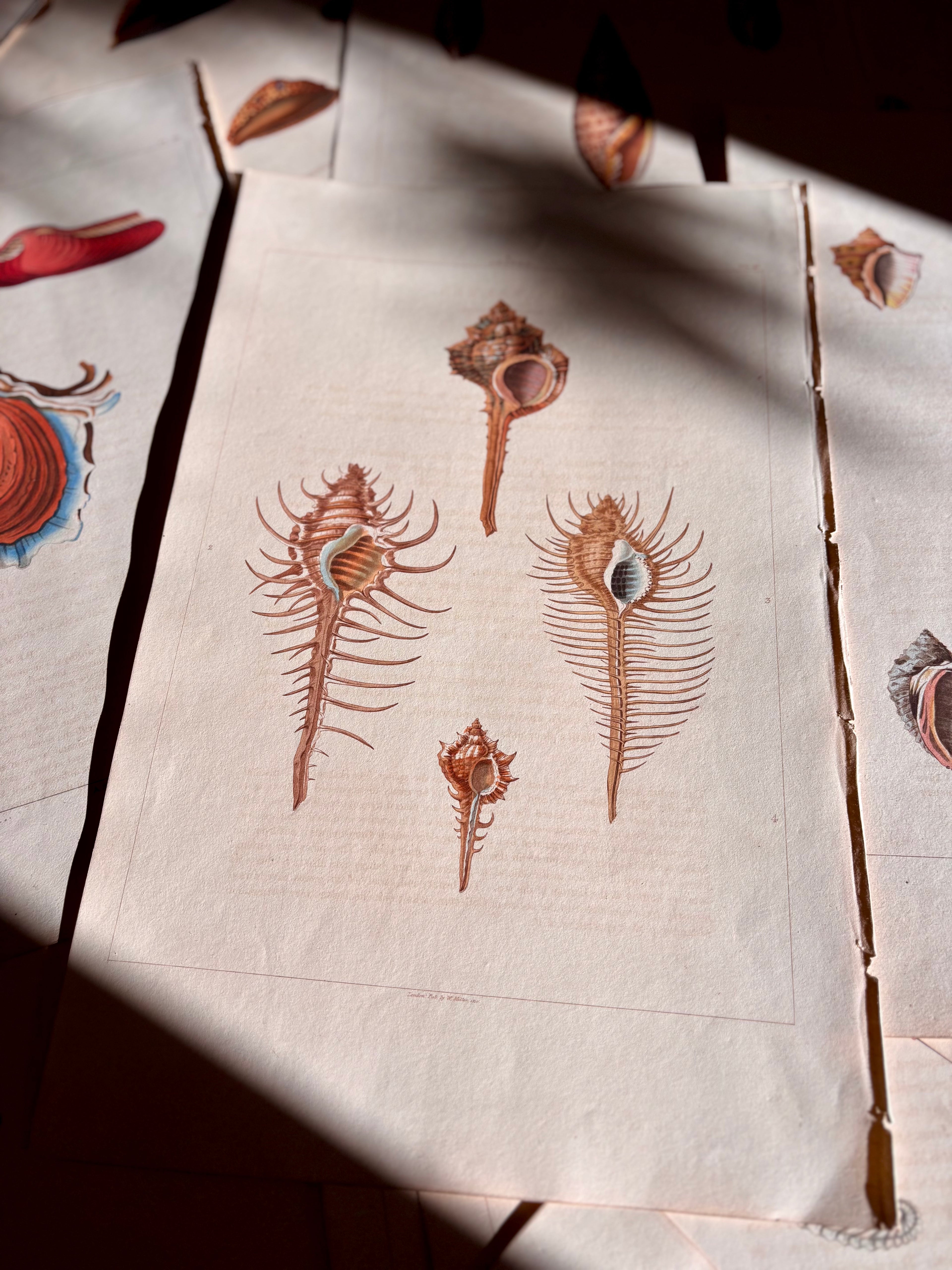 George Perry, Conchology (London, 1811), Hand-Colored Aquatint Engravings: Plate 45 — Aranea