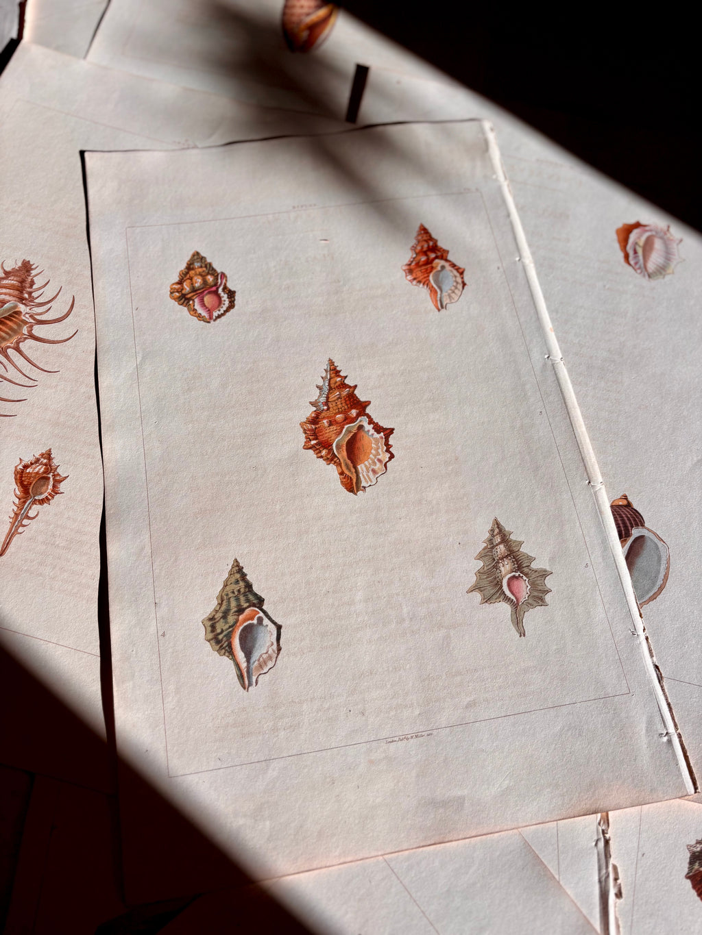 George Perry, Conchology (London, 1811), Hand-Colored Aquatint Engravings: Plate 4 — Biplex