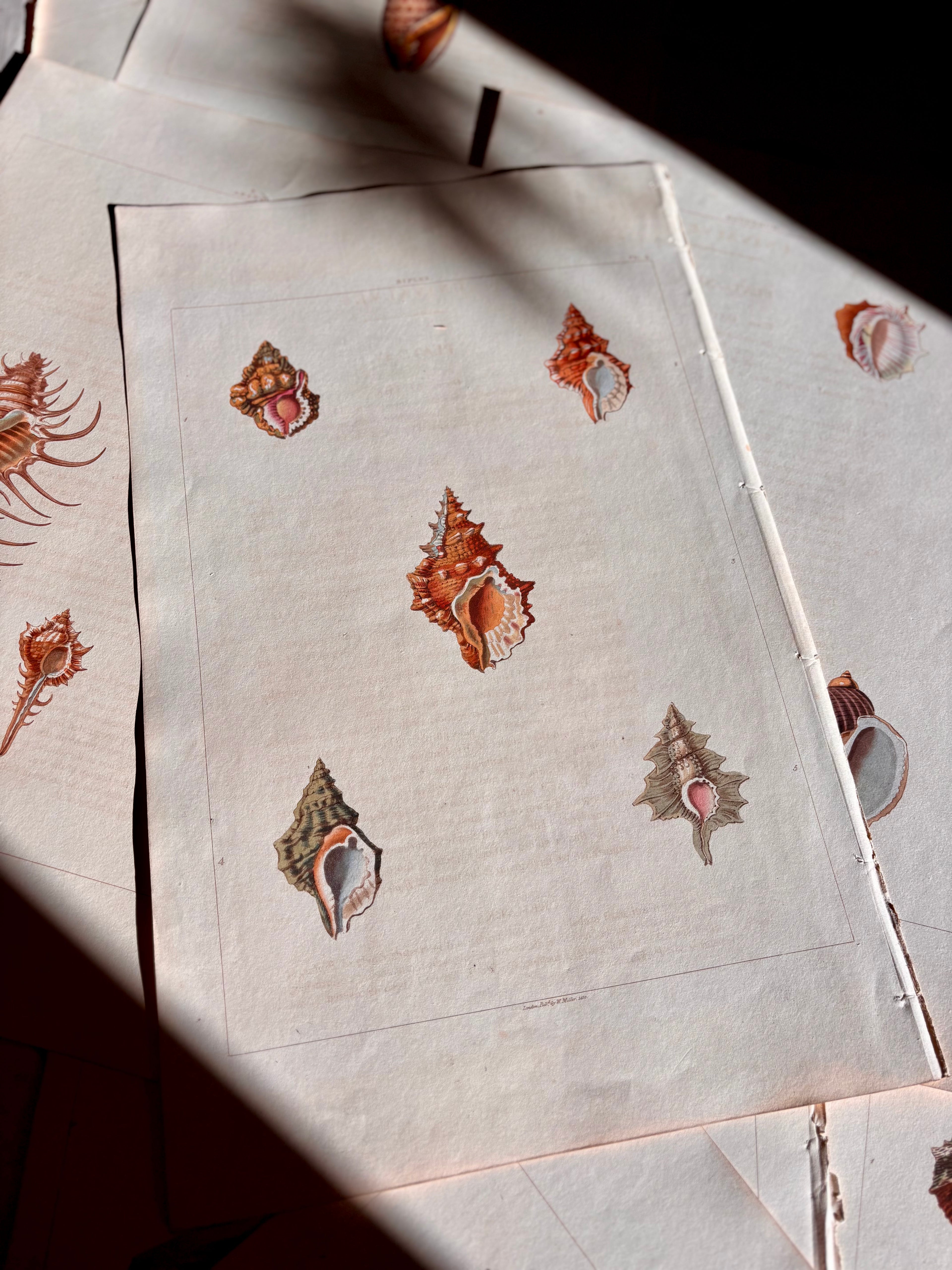 George Perry, Conchology (London, 1811), Hand-Colored Aquatint Engravings: Plate 4 — Biplex