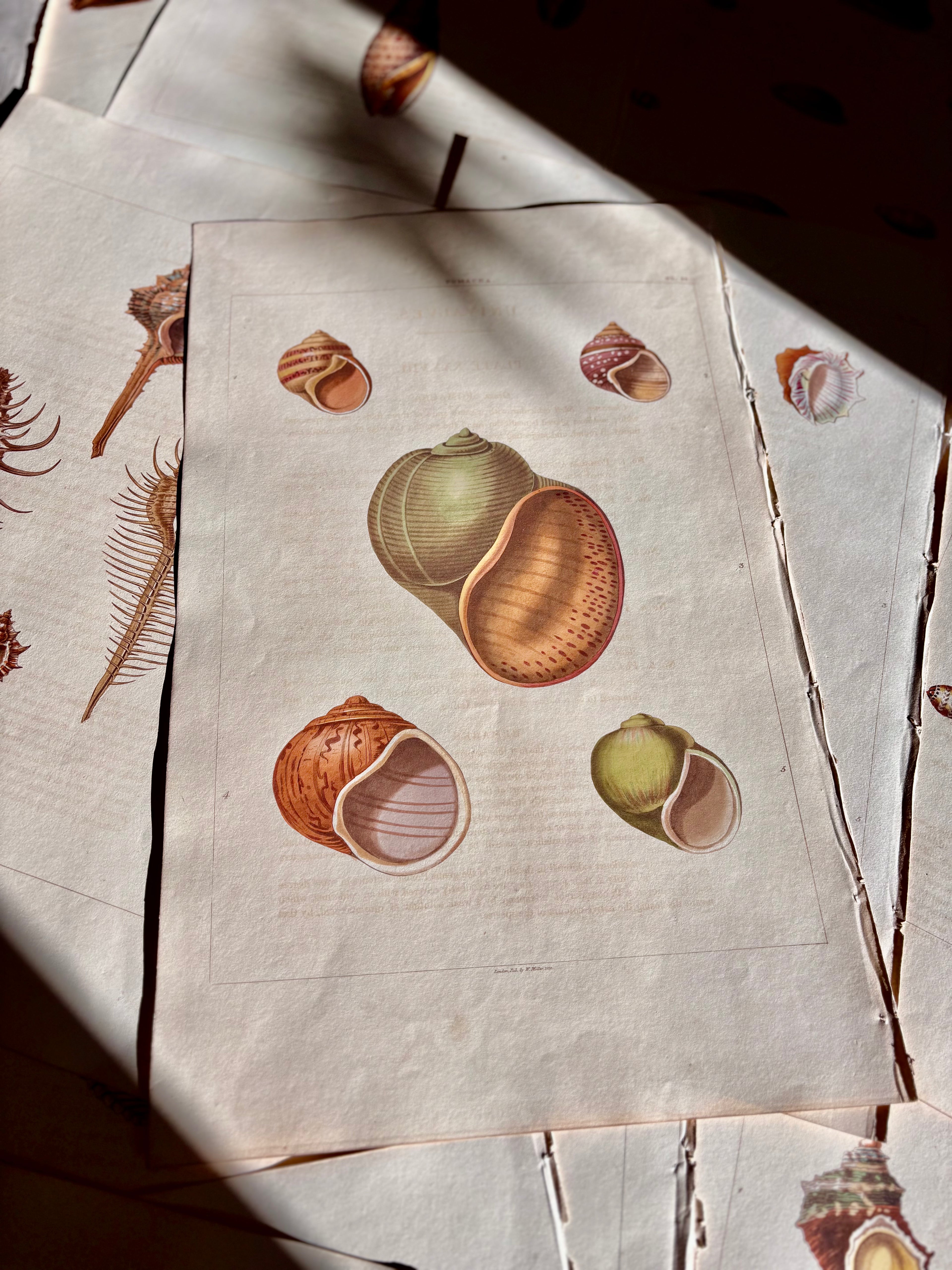 George Perry, Conchology (London, 1811), Hand-Colored Aquatint Engravings: Plate 38 — Pomacea