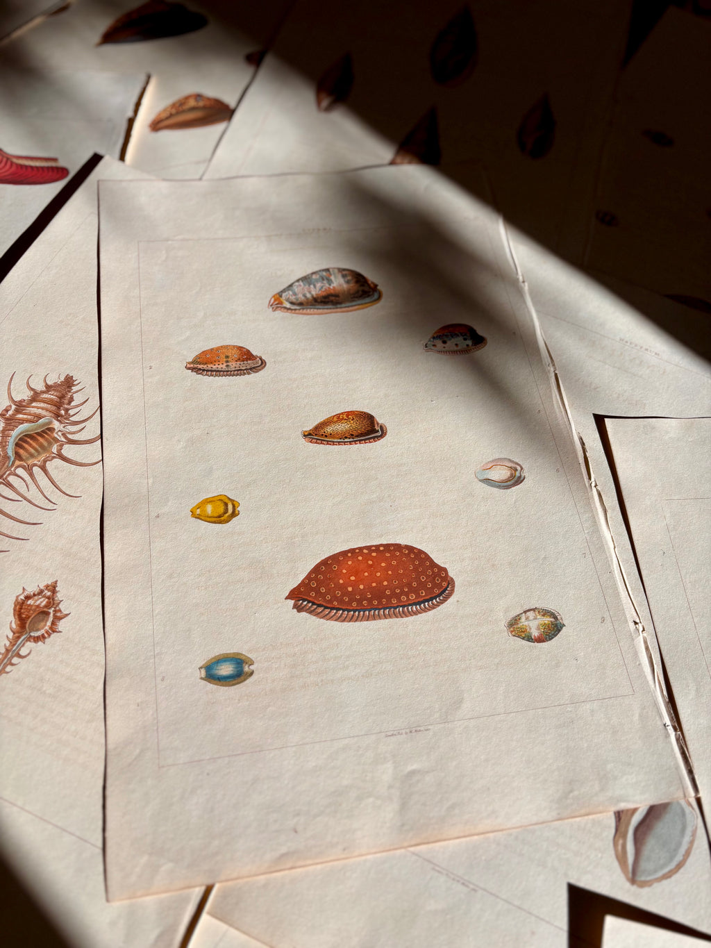 George Perry, Conchology (London, 1811), Hand-Colored Aquatint Engravings: Bundle