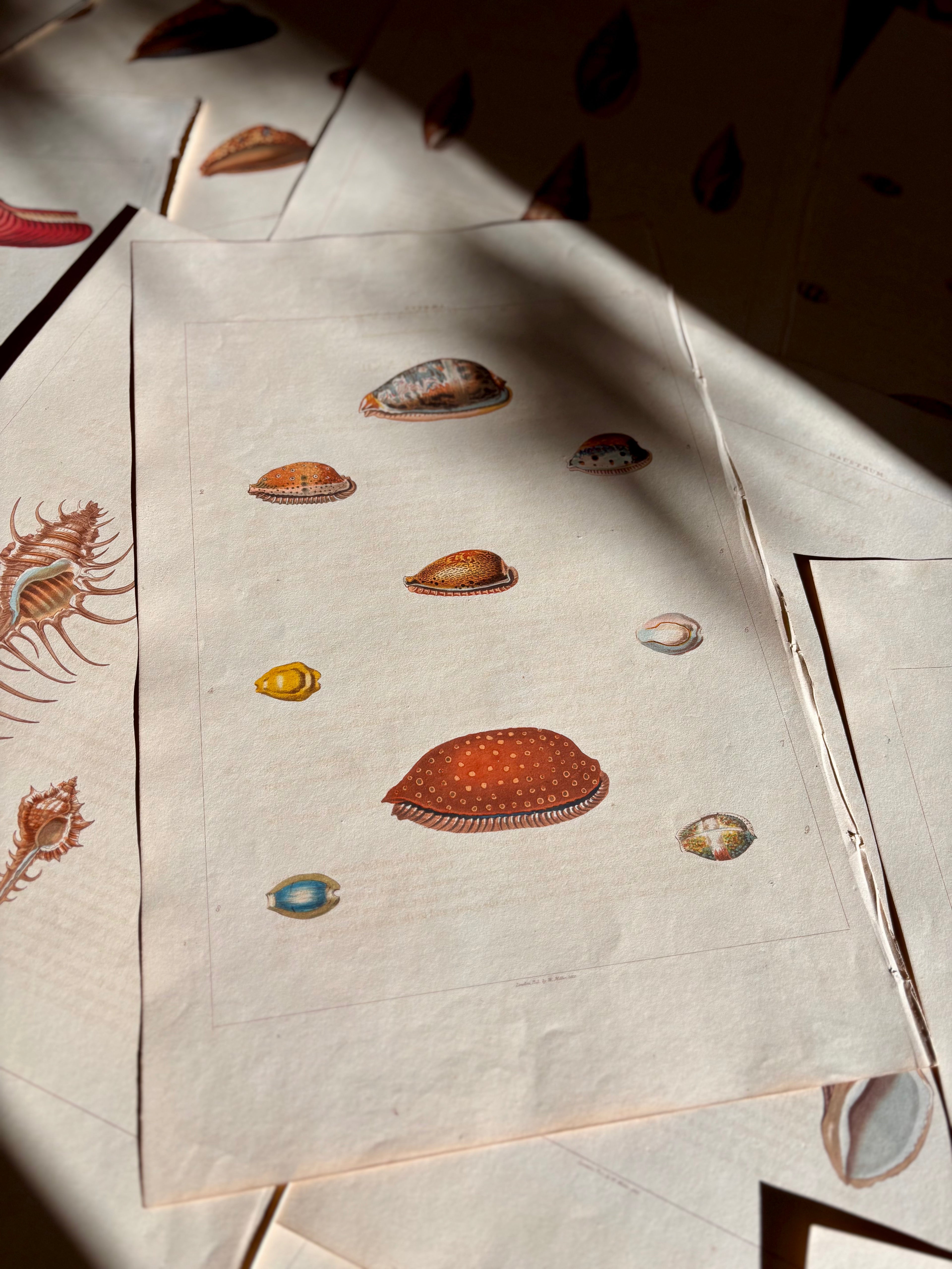 George Perry, Conchology (London, 1811), Hand-Colored Aquatint Engravings: Bundle