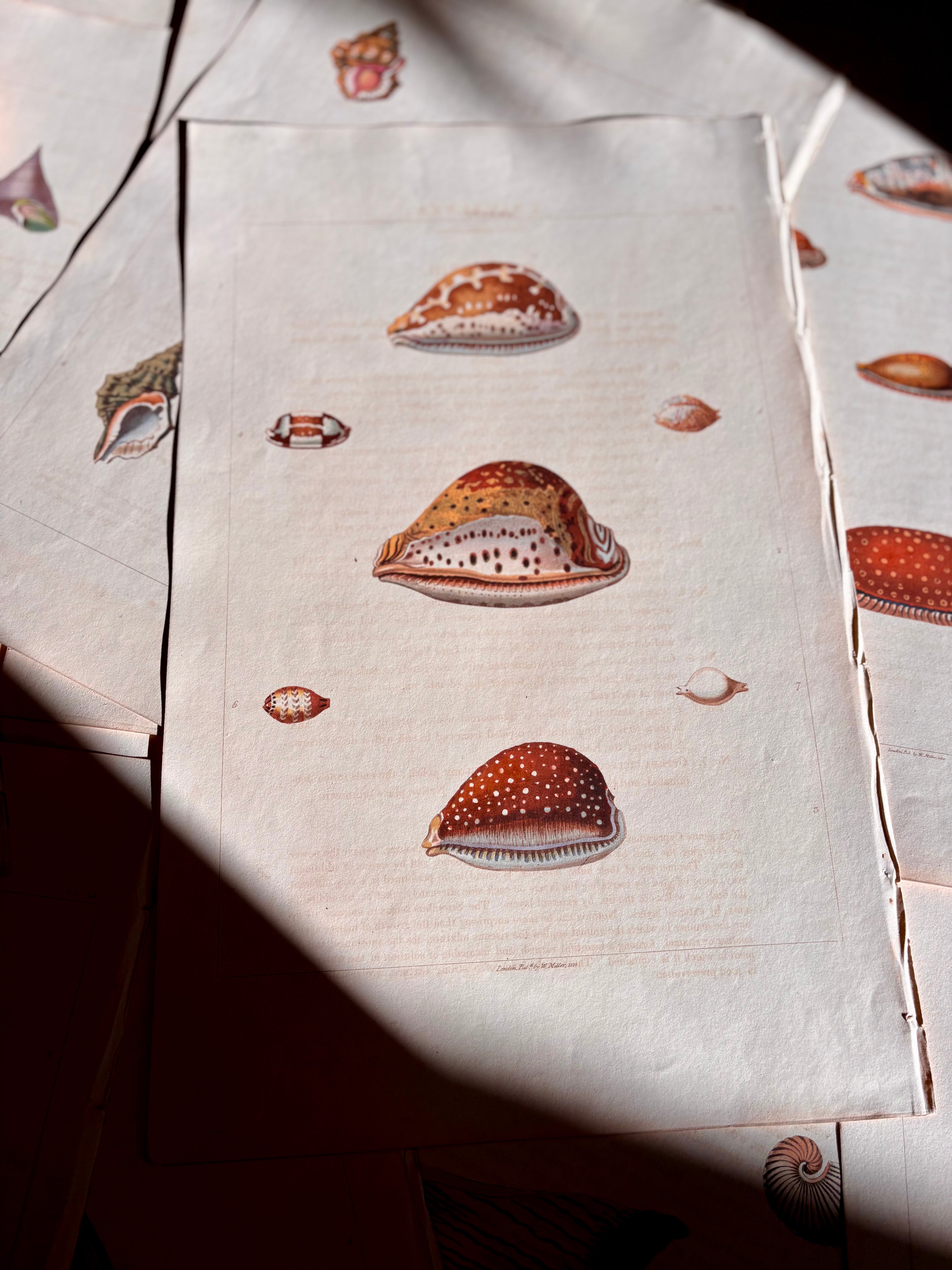 George Perry, Conchology (London, 1811), Hand-Colored Aquatint Engravings: Bundle