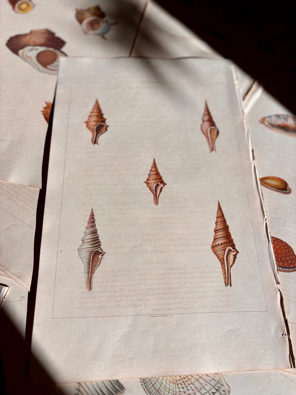 George Perry, Conchology (London, 1811), Hand-Colored Aquatint Engravings: Bundle