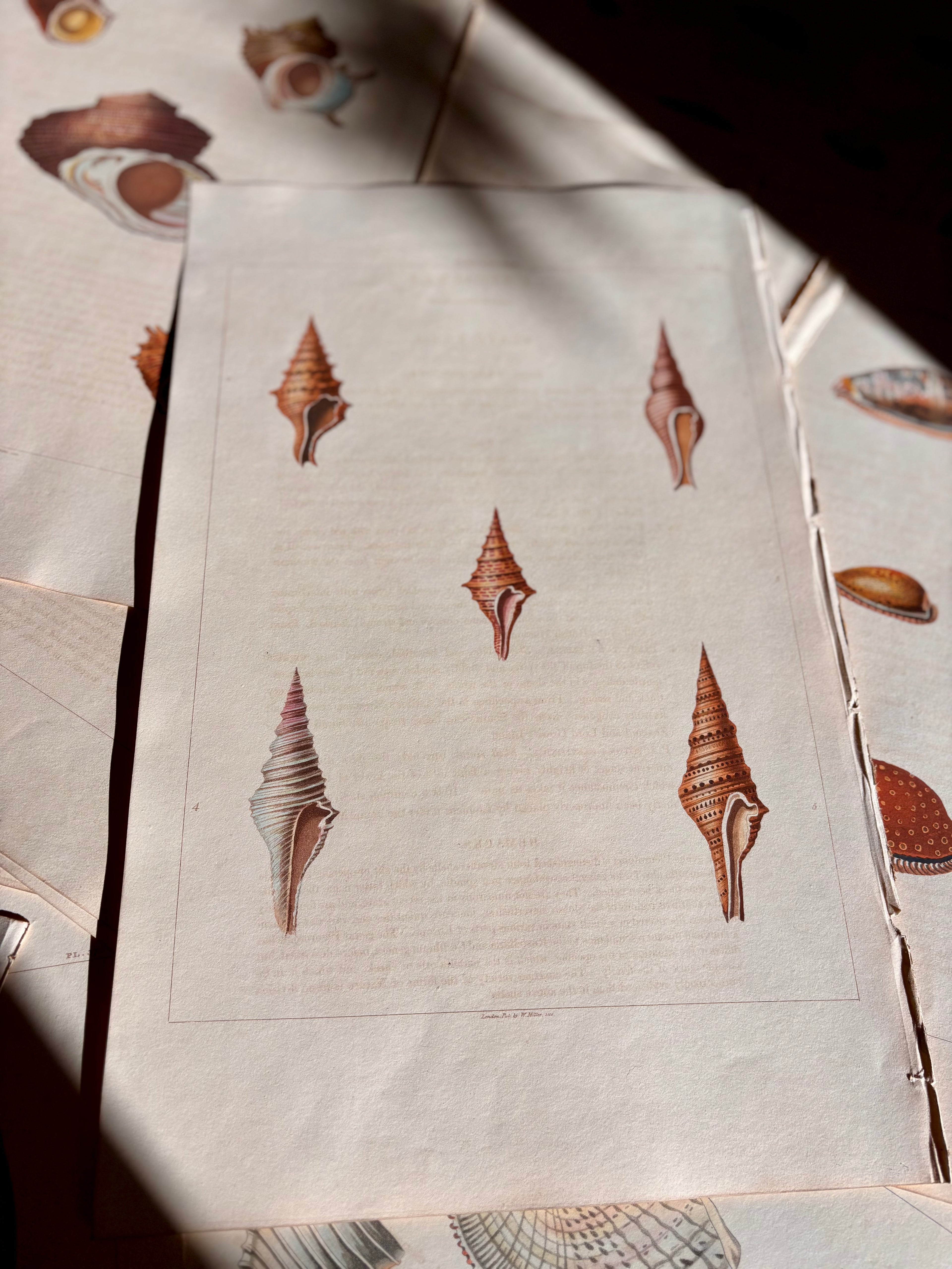 George Perry, Conchology (London, 1811), Hand-Colored Aquatint Engravings: Bundle