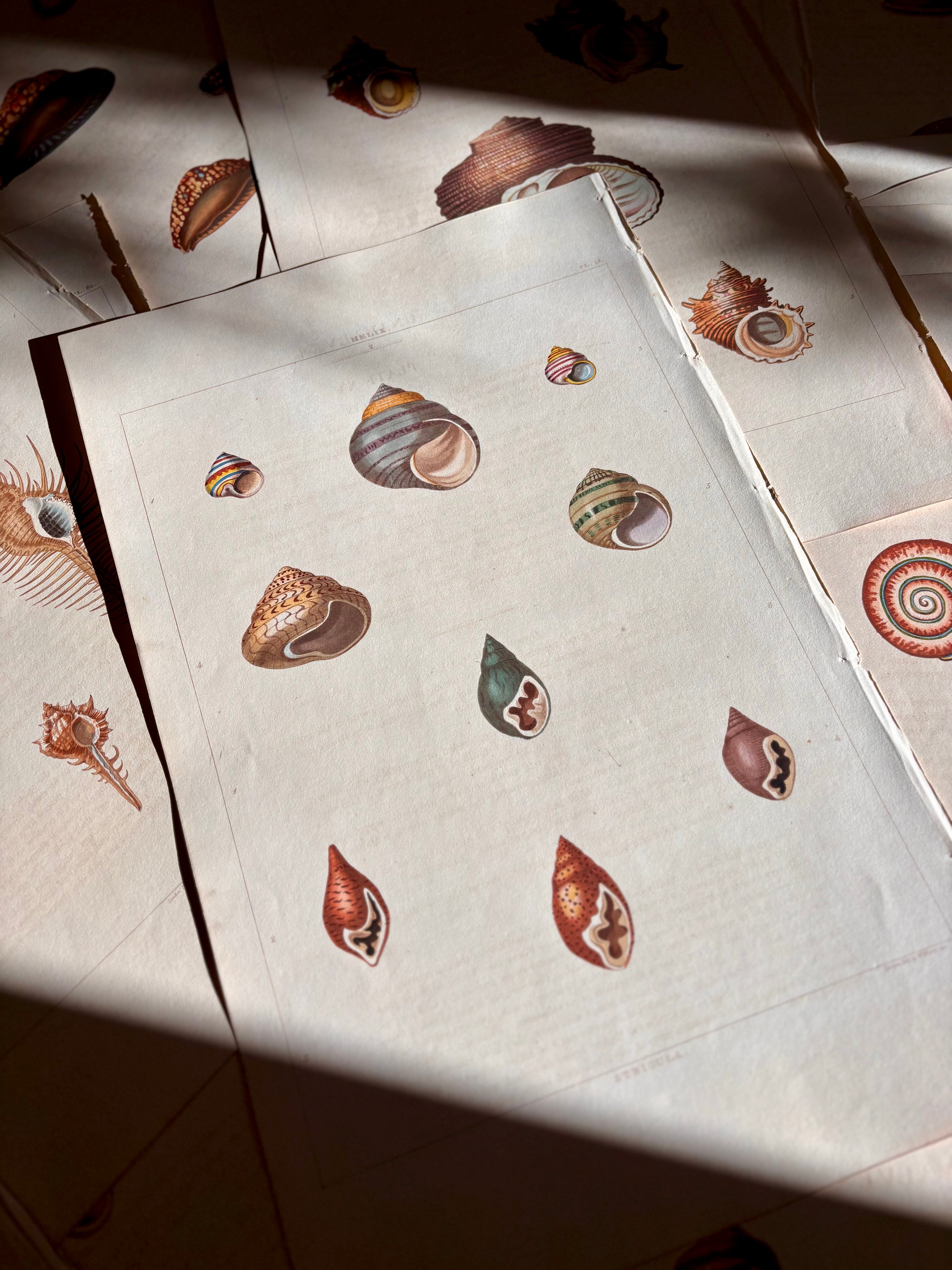 George Perry, Conchology (London, 1811), Hand-Colored Aquatint Engravings: Plate 15 — Helix / Strigula