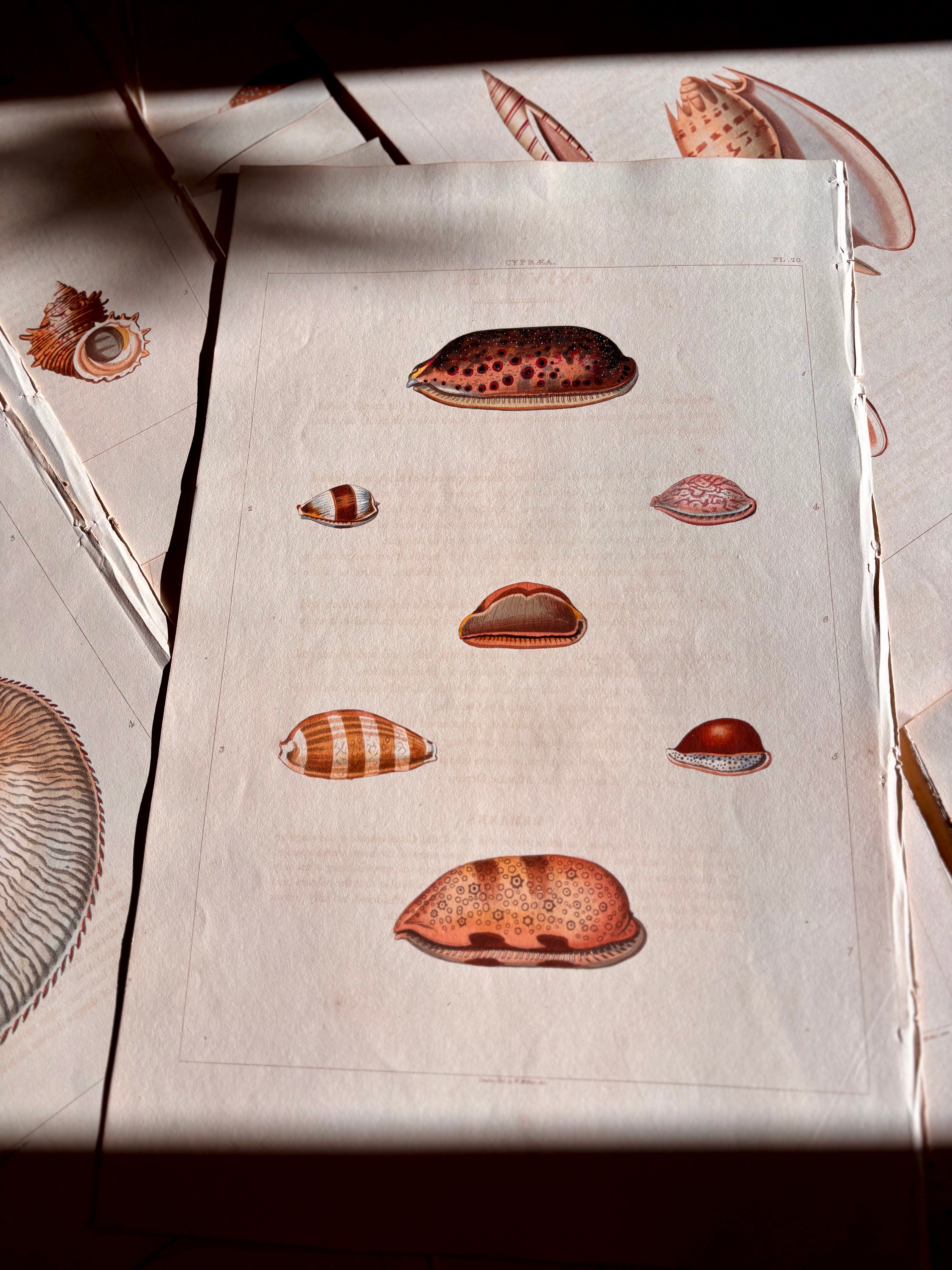 George Perry, Conchology (London, 1811), Hand-Colored Aquatint Engravings: Bundle