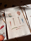 George Perry, Conchology (London, 1811), Hand-Colored Aquatint Engravings: Plate 53 — Ovuula / Proscenula / Serpula