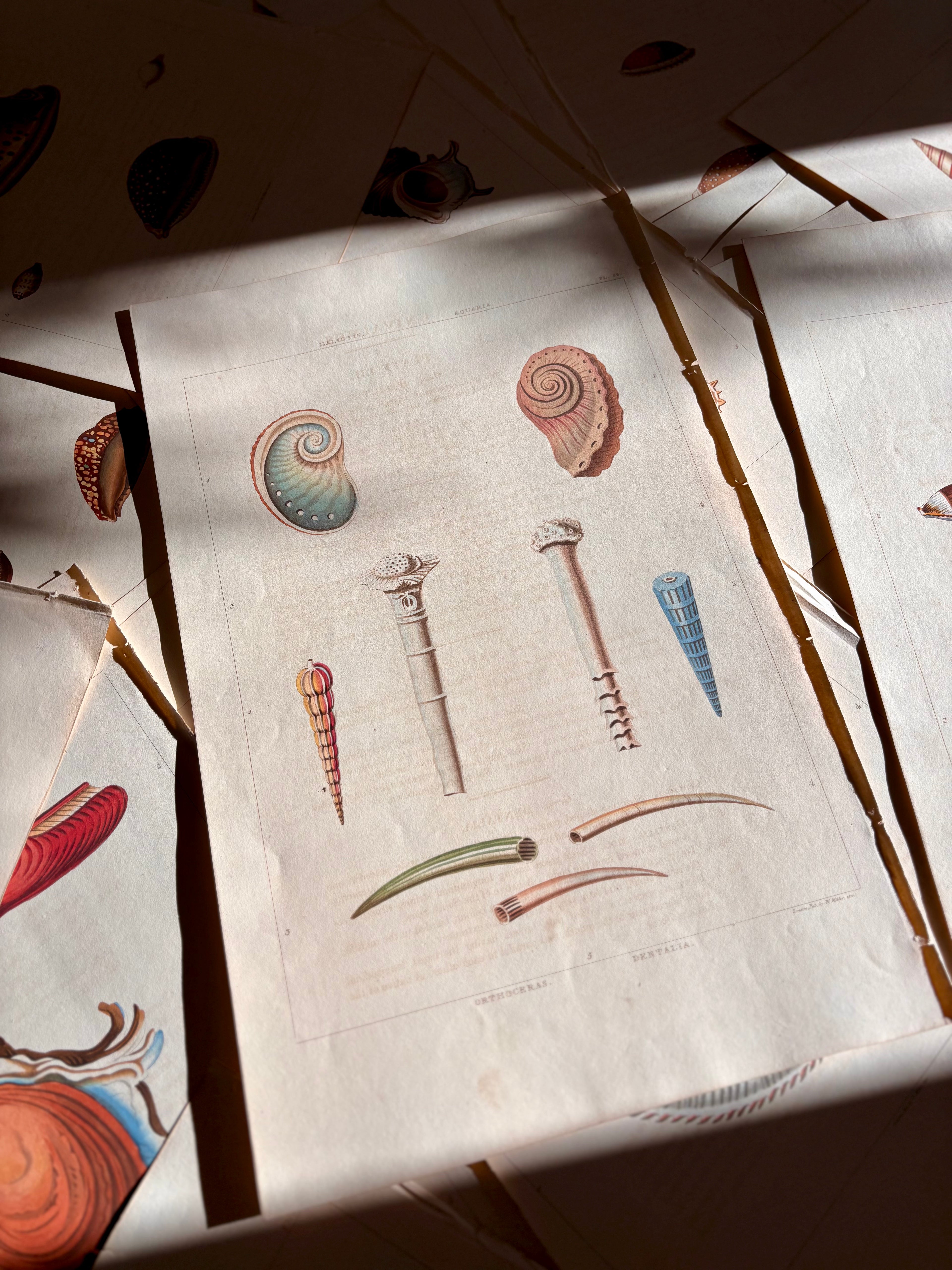 George Perry, Conchology (London, 1811), Hand-Colored Aquatint Engravings: Plate 53 — Ovuula / Proscenula / Serpula