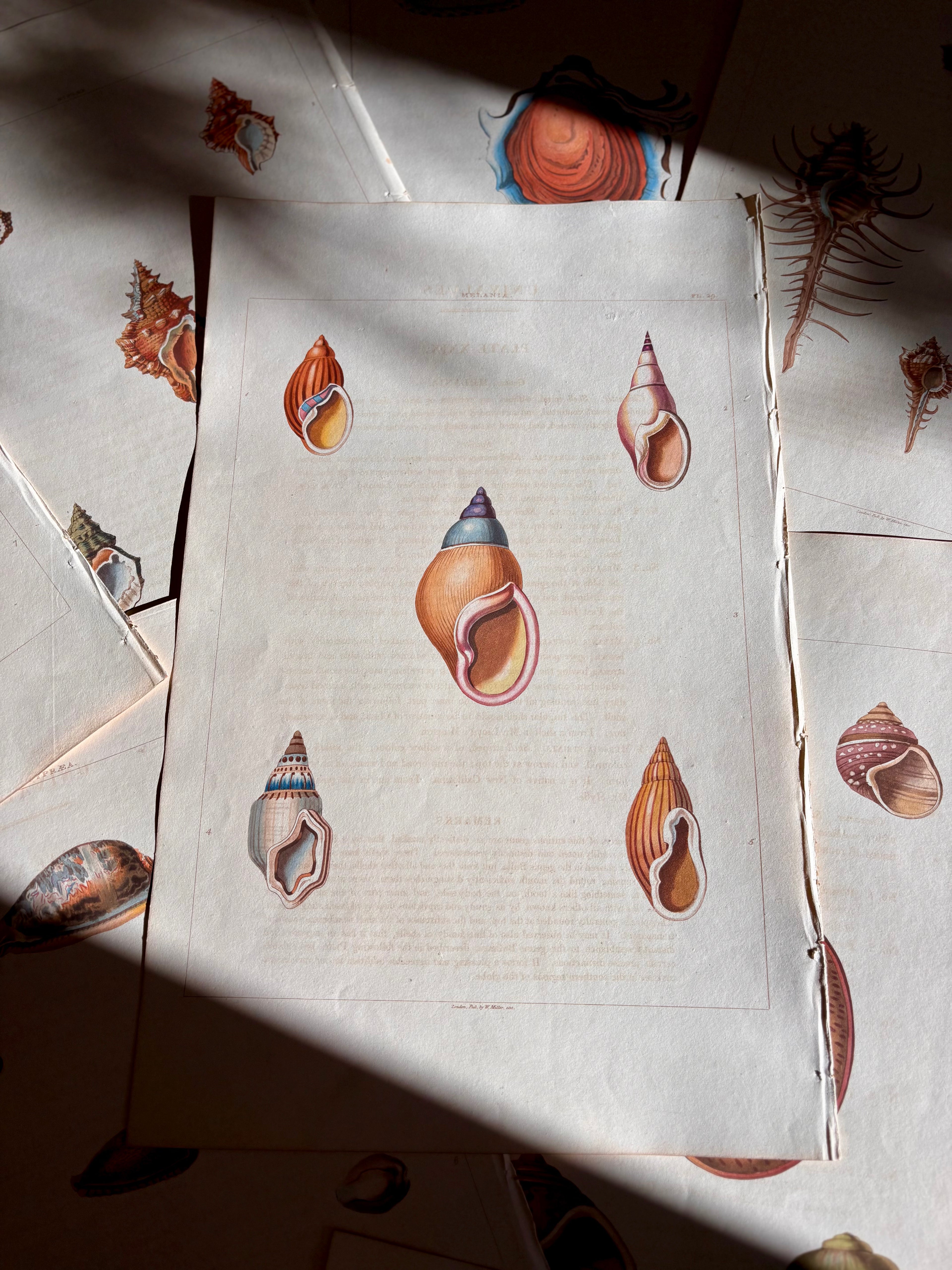 George Perry, Conchology (London, 1811), Hand-Colored Aquatint Engravings: Plate 29 — Melania