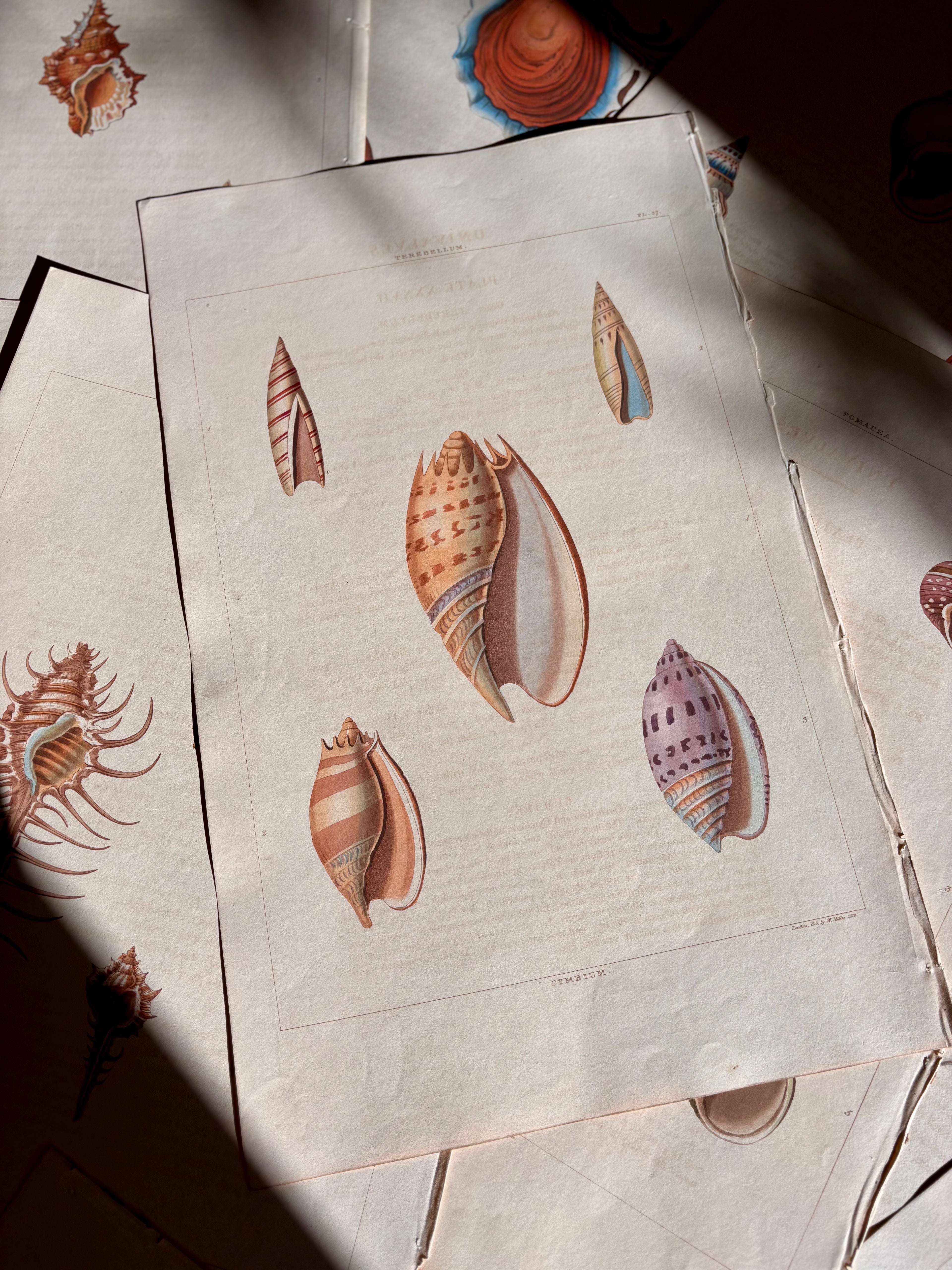 George Perry, Conchology (London, 1811), Hand-Colored Aquatint Engravings: Plate 37 — Terebellum / Cymbium