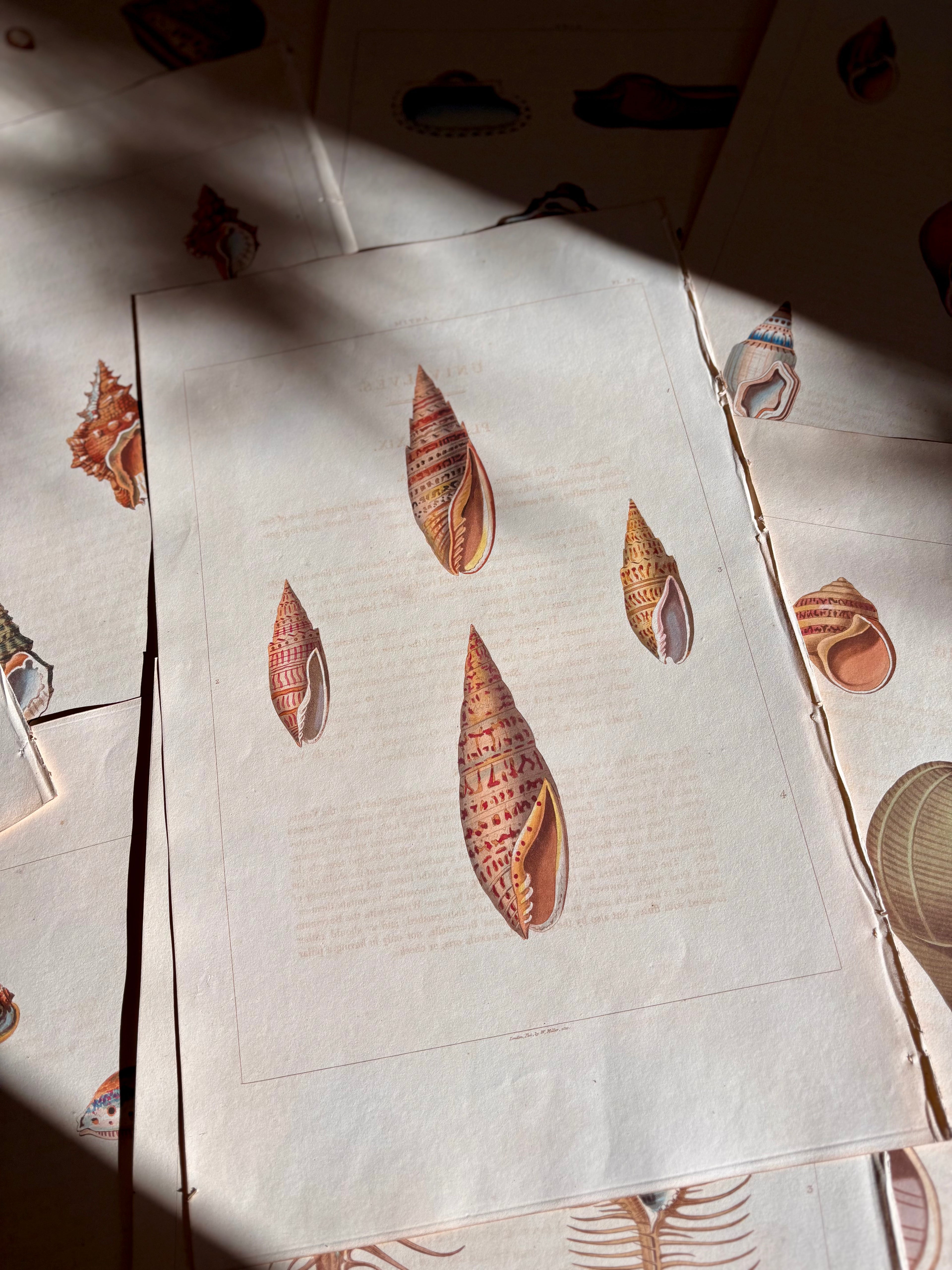 George Perry, Conchology (London, 1811), Hand-Colored Aquatint Engravings: Bundle