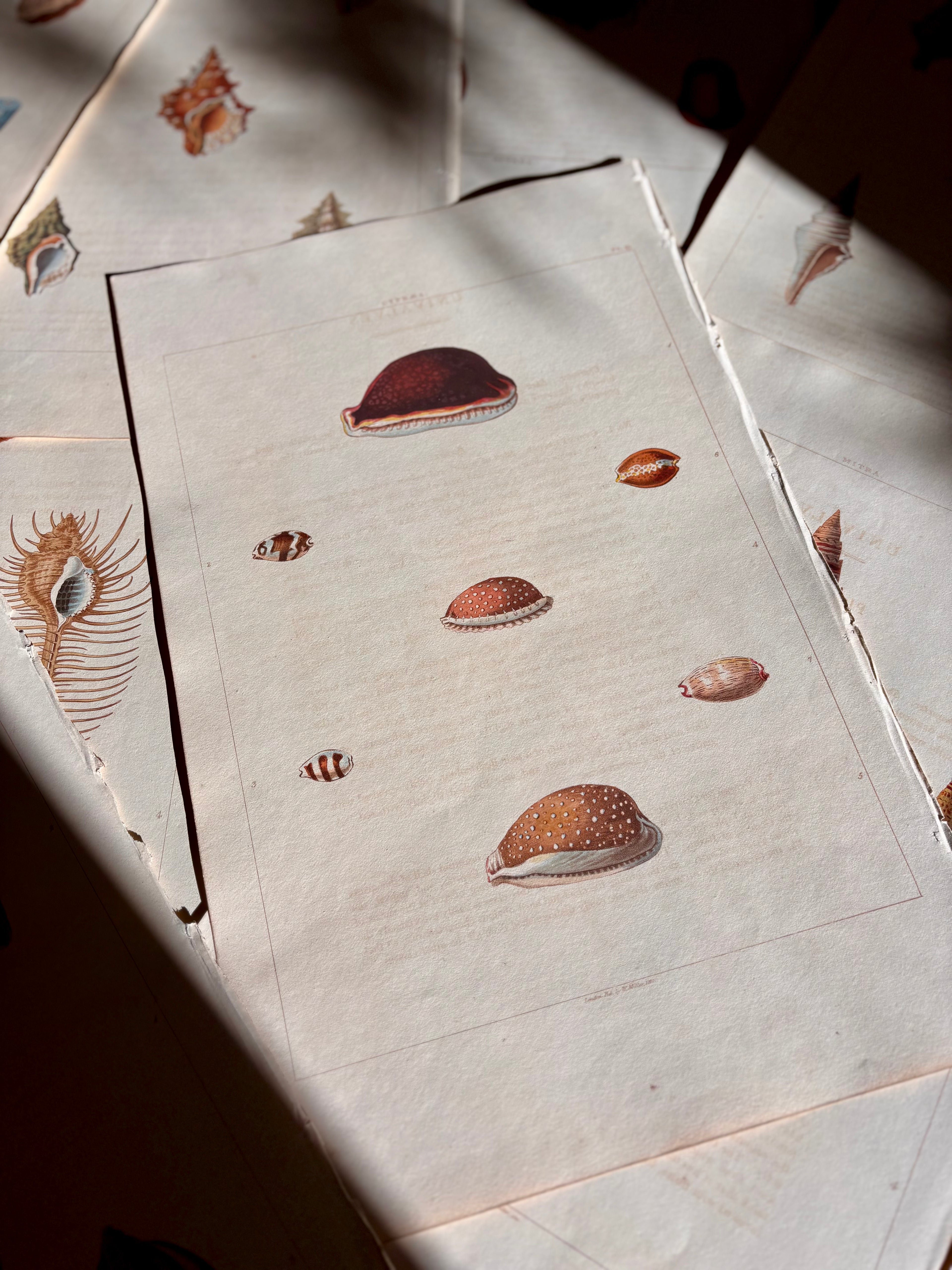 George Perry, Conchology (London, 1811), Hand-Colored Aquatint Engravings: Bundle