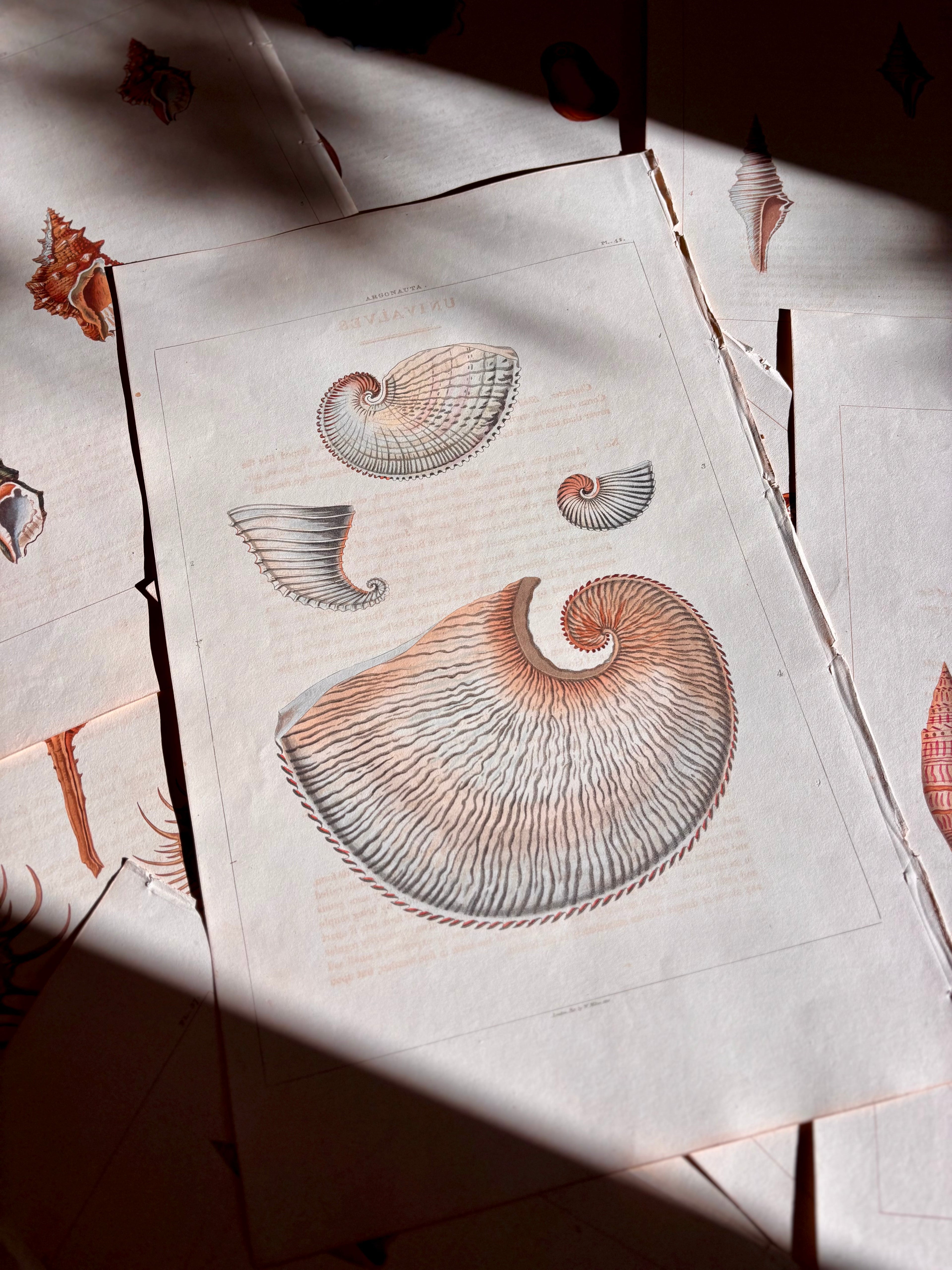 George Perry, Conchology (London, 1811), Hand-Colored Aquatint Engravings: Bundle