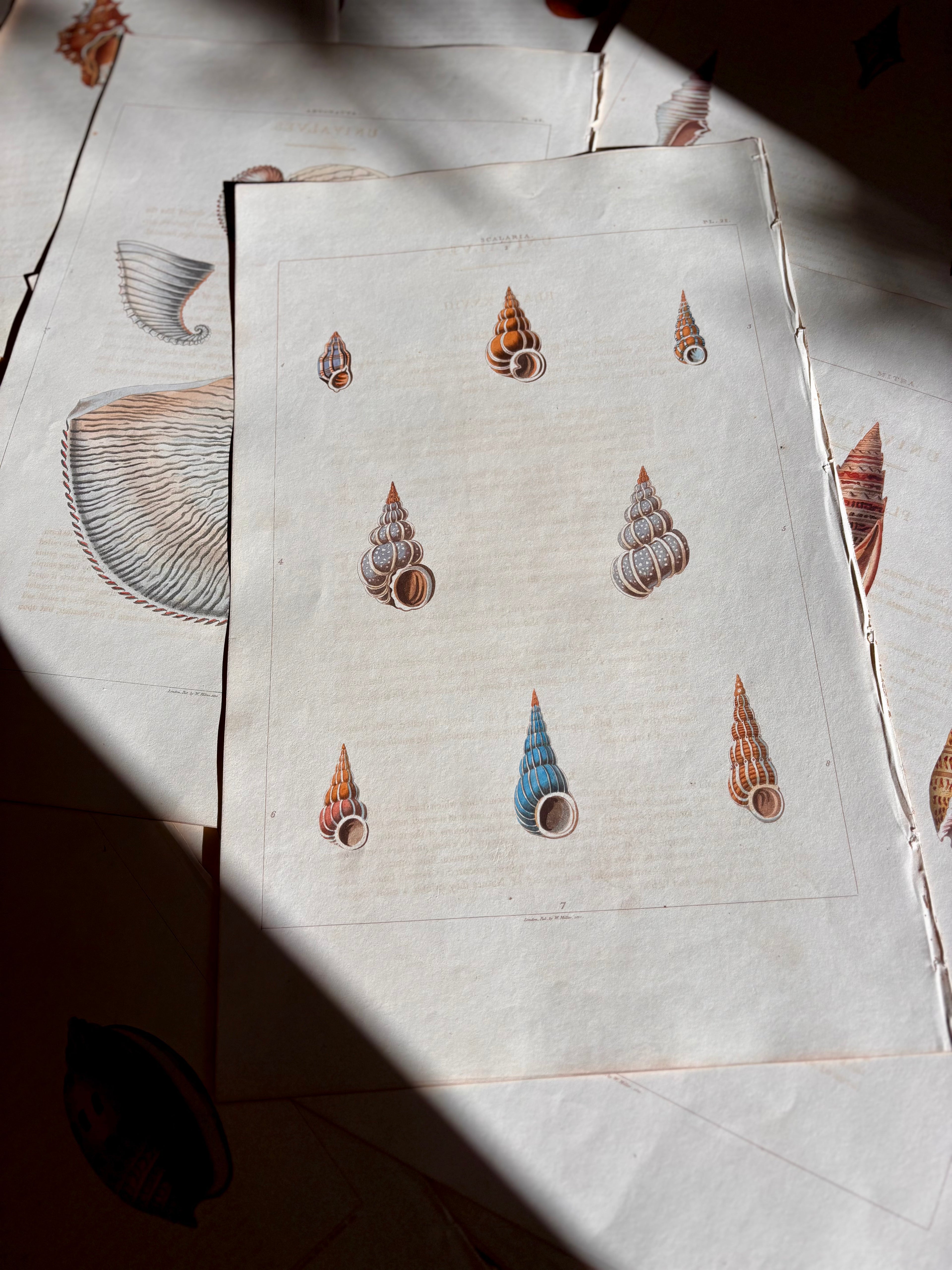 George Perry, Conchology (London, 1811), Hand-Colored Aquatint Engravings: Plate 28 — Scalaria