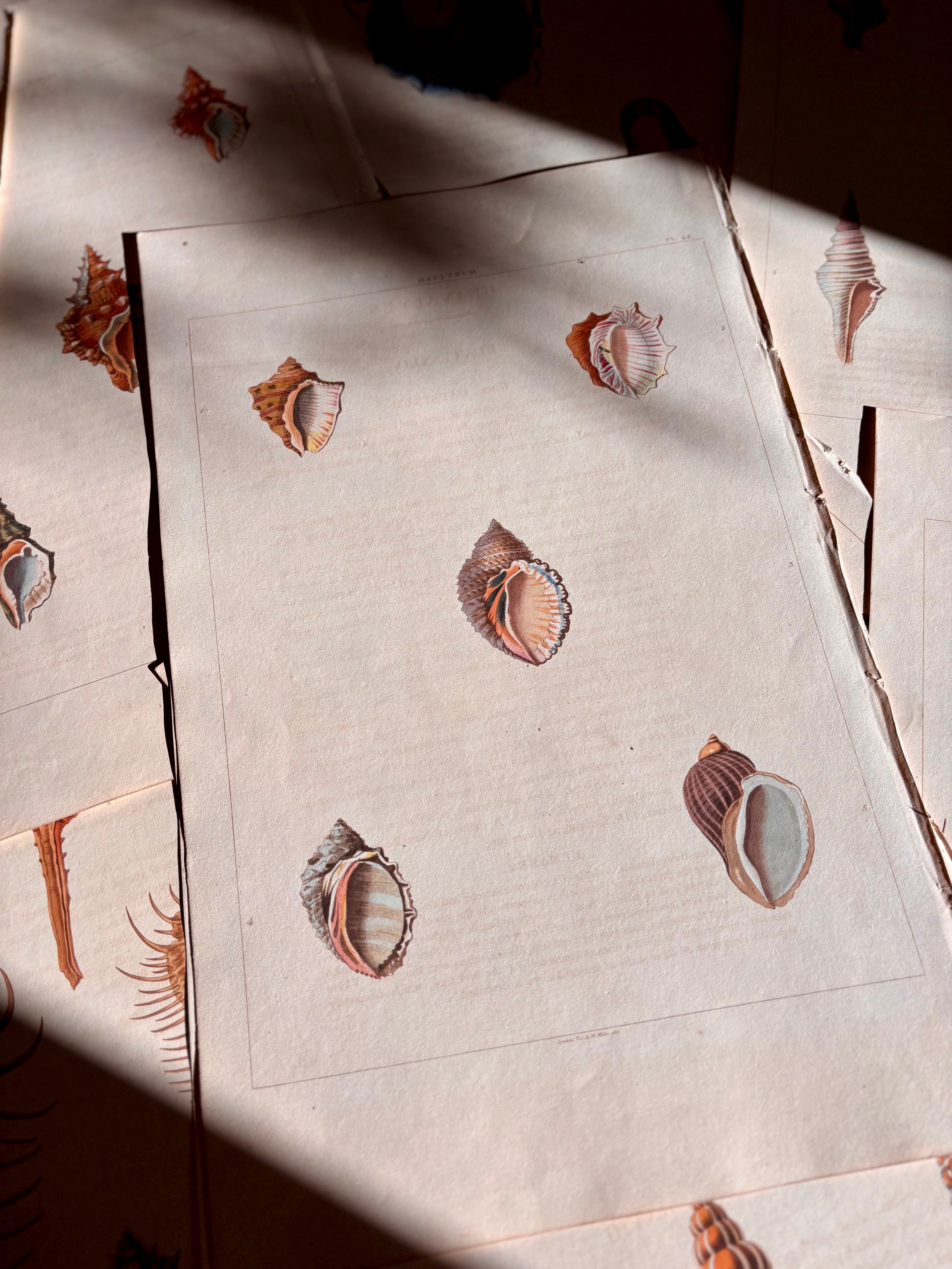 George Perry, Conchology (London, 1811), Hand-Colored Aquatint Engravings: Bundle