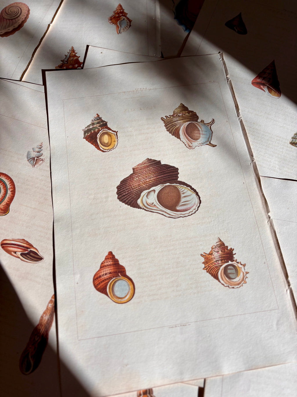 George Perry, Conchology (London, 1811), Hand-Colored Aquatint Engravings: Plate 49 — Turbo"