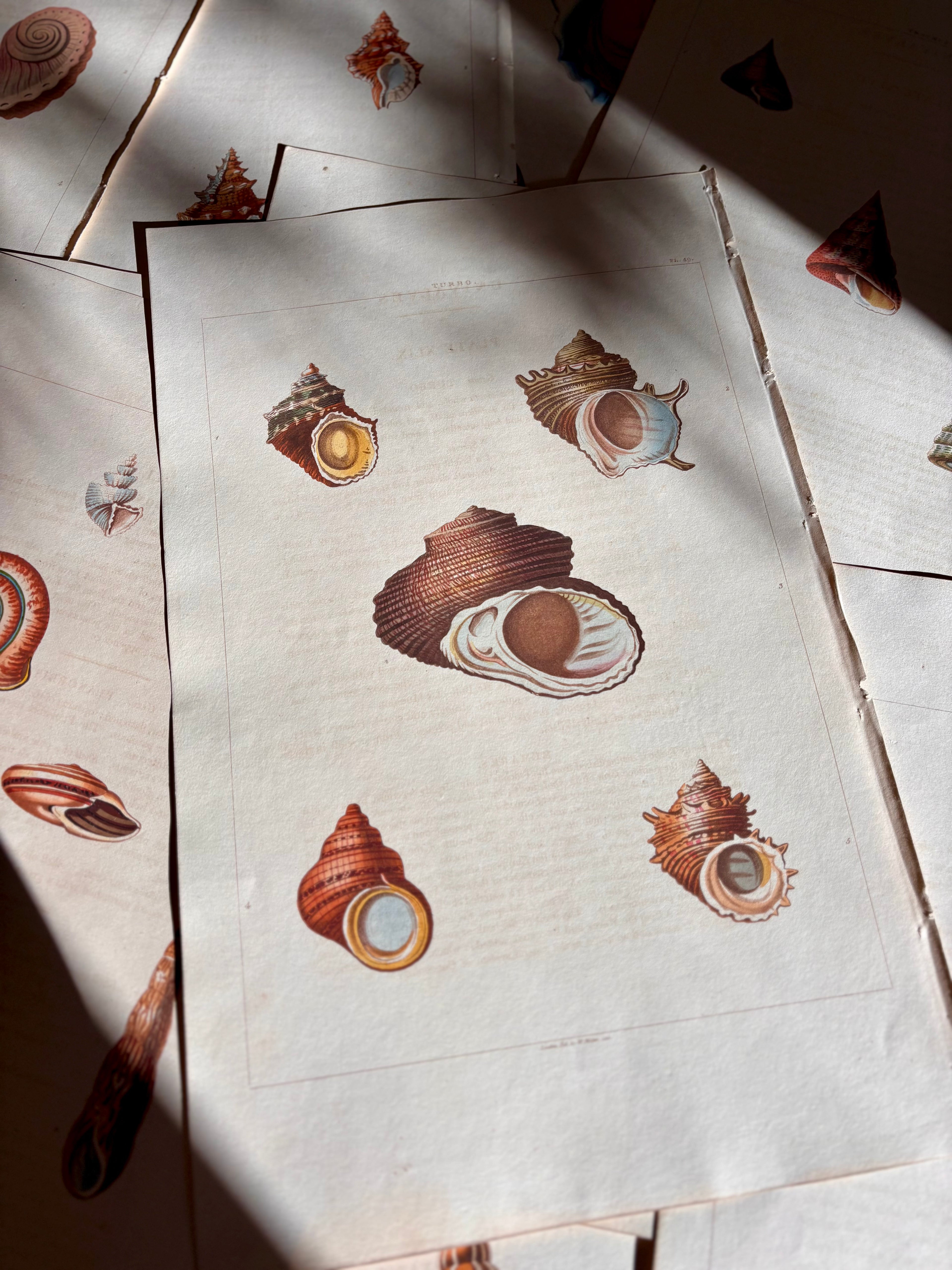 George Perry, Conchology (London, 1811), Hand-Colored Aquatint Engravings: Plate 49 — Turbo"