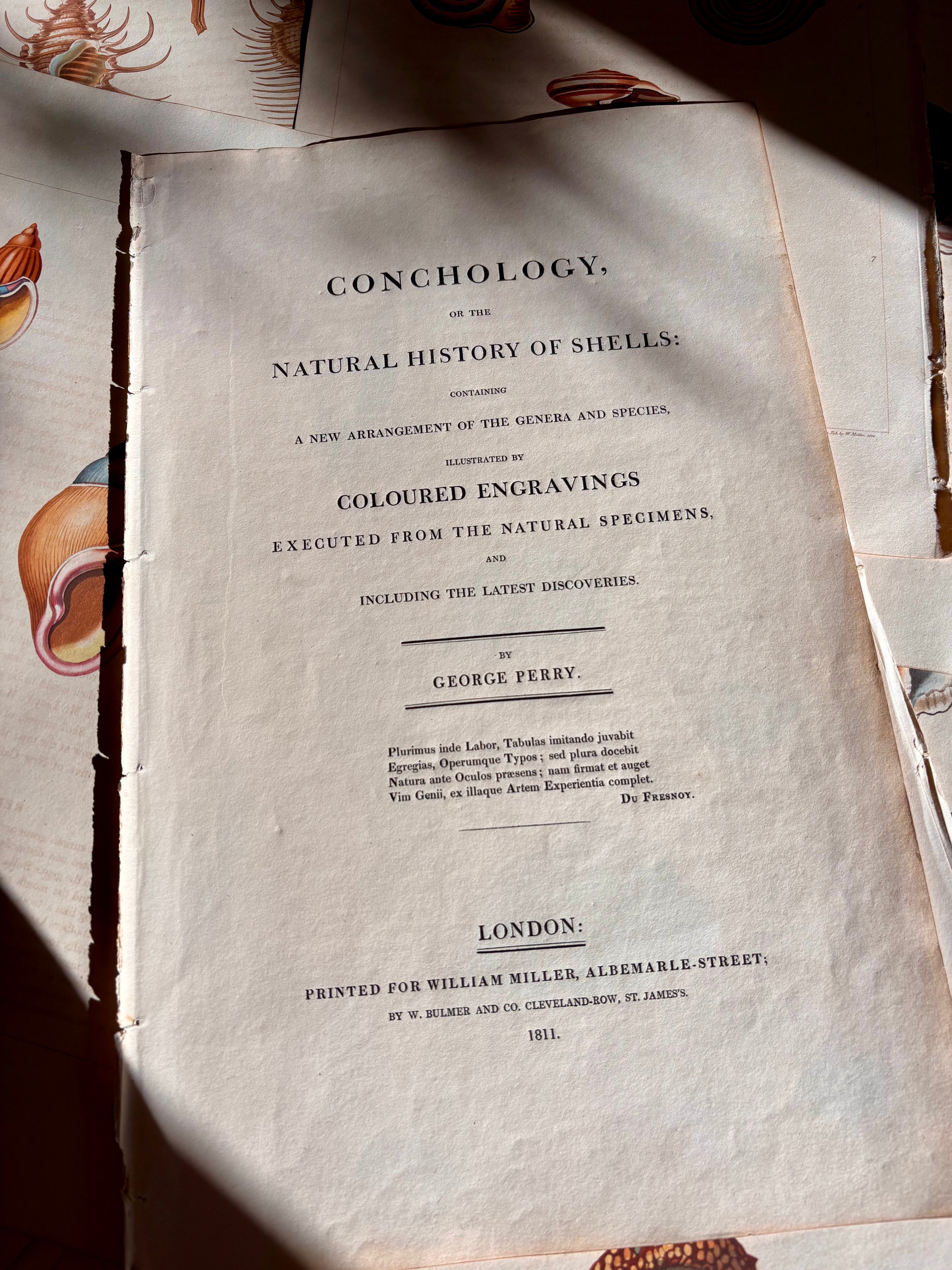 George Perry, Conchology (London, 1811), Hand-Colored Aquatint Engravings: Bundle