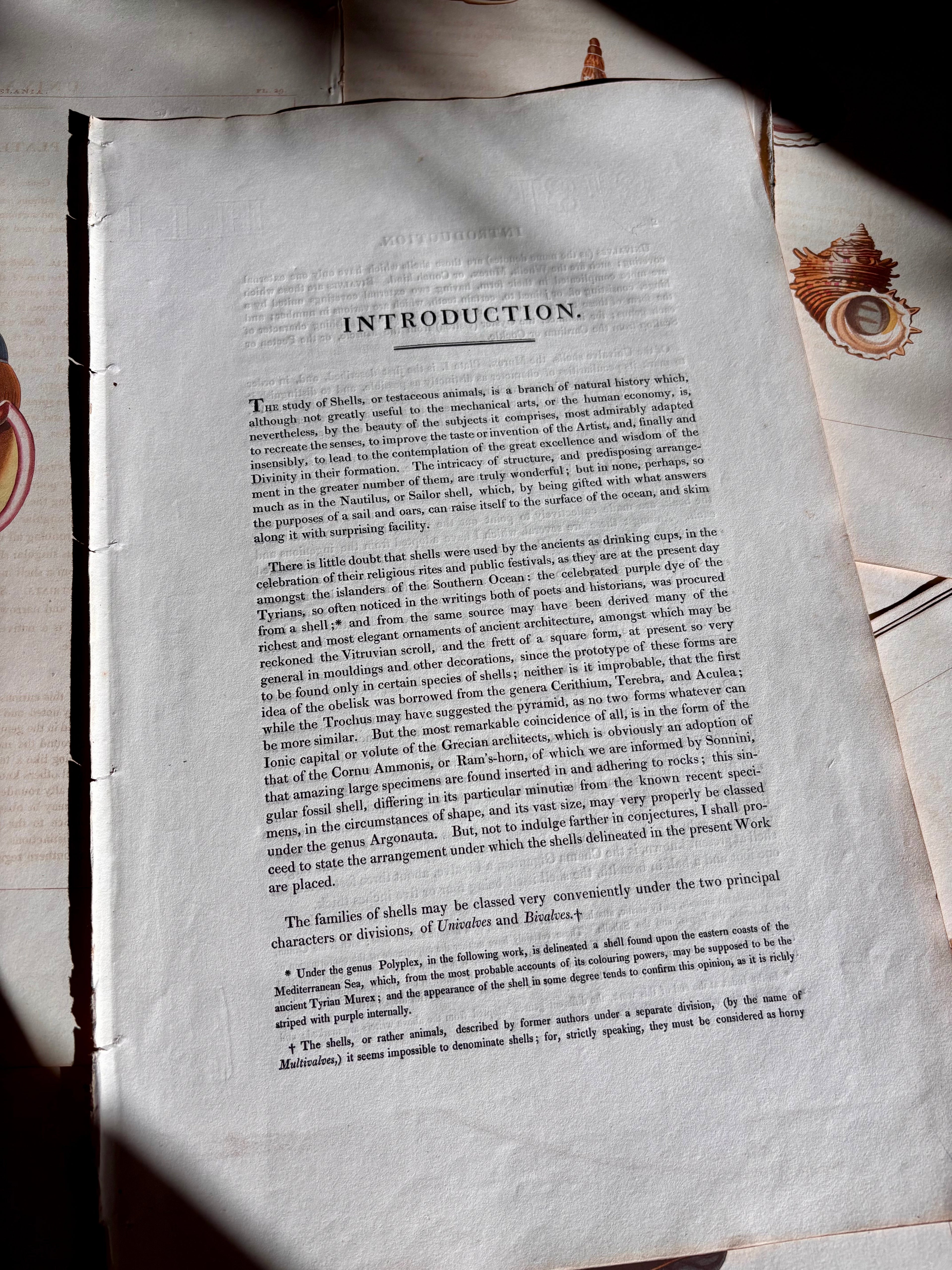 George Perry, Conchology (London, 1811), Hand-Colored Aquatint Engravings: Plate 37 — Terebellum / Cymbium