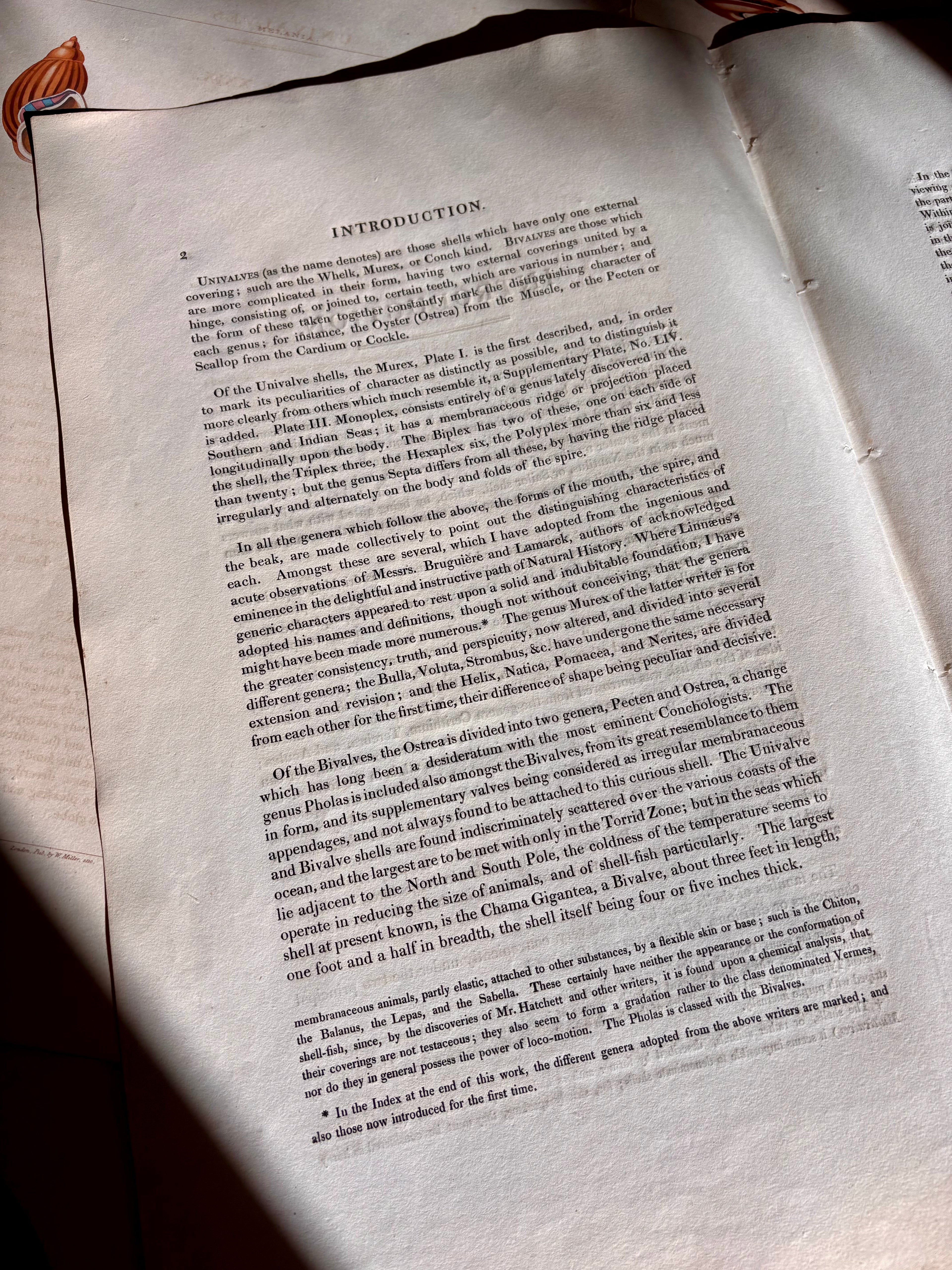 George Perry, Conchology (London, 1811), Hand-Colored Aquatint Engravings: Plate 53 — Ovula / Proscenula / Serpula