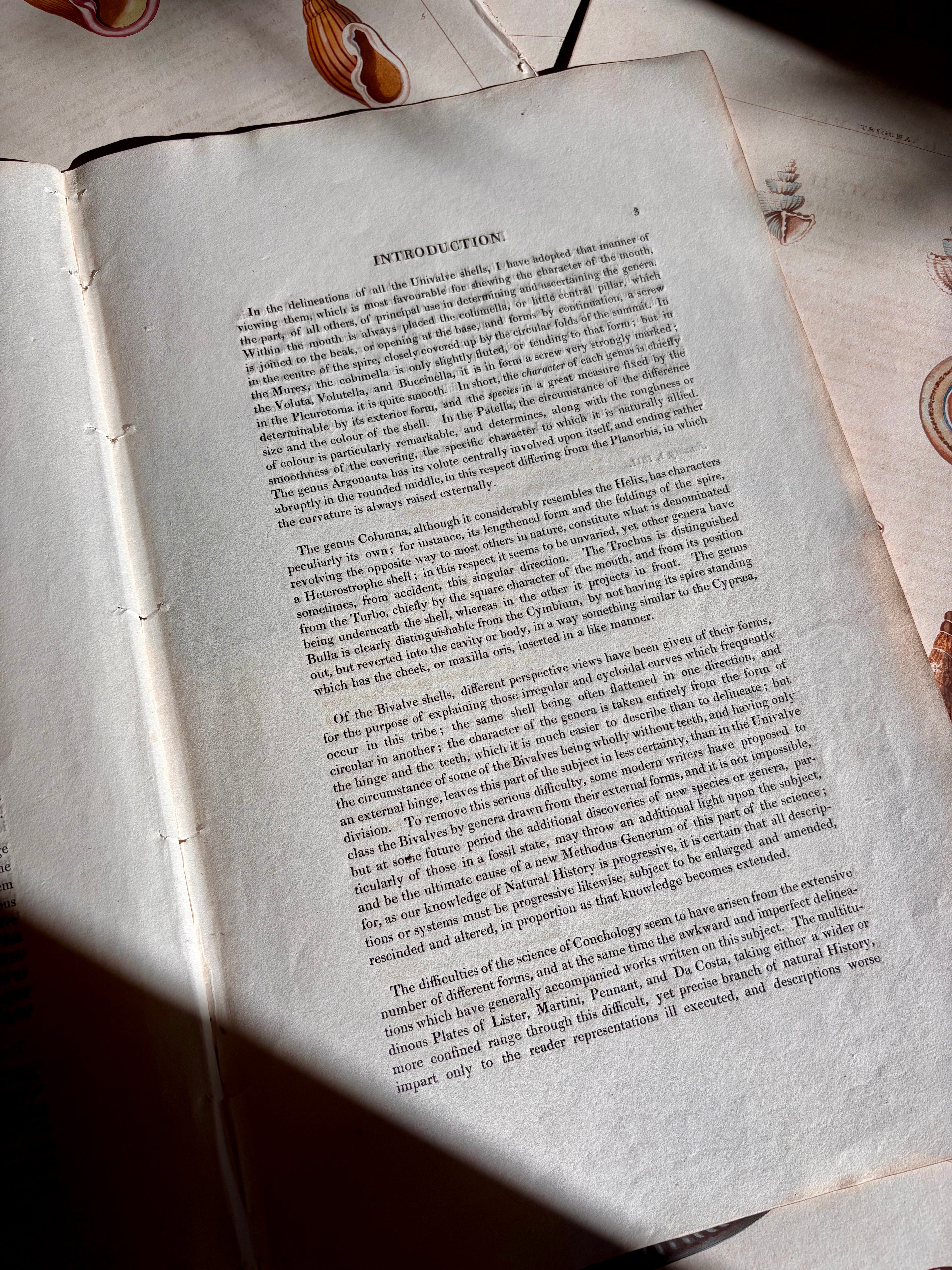 George Perry, Conchology (London, 1811), Hand-Colored Aquatint Engravings: Plate 53 — Ovula / Proscenula / Serpula