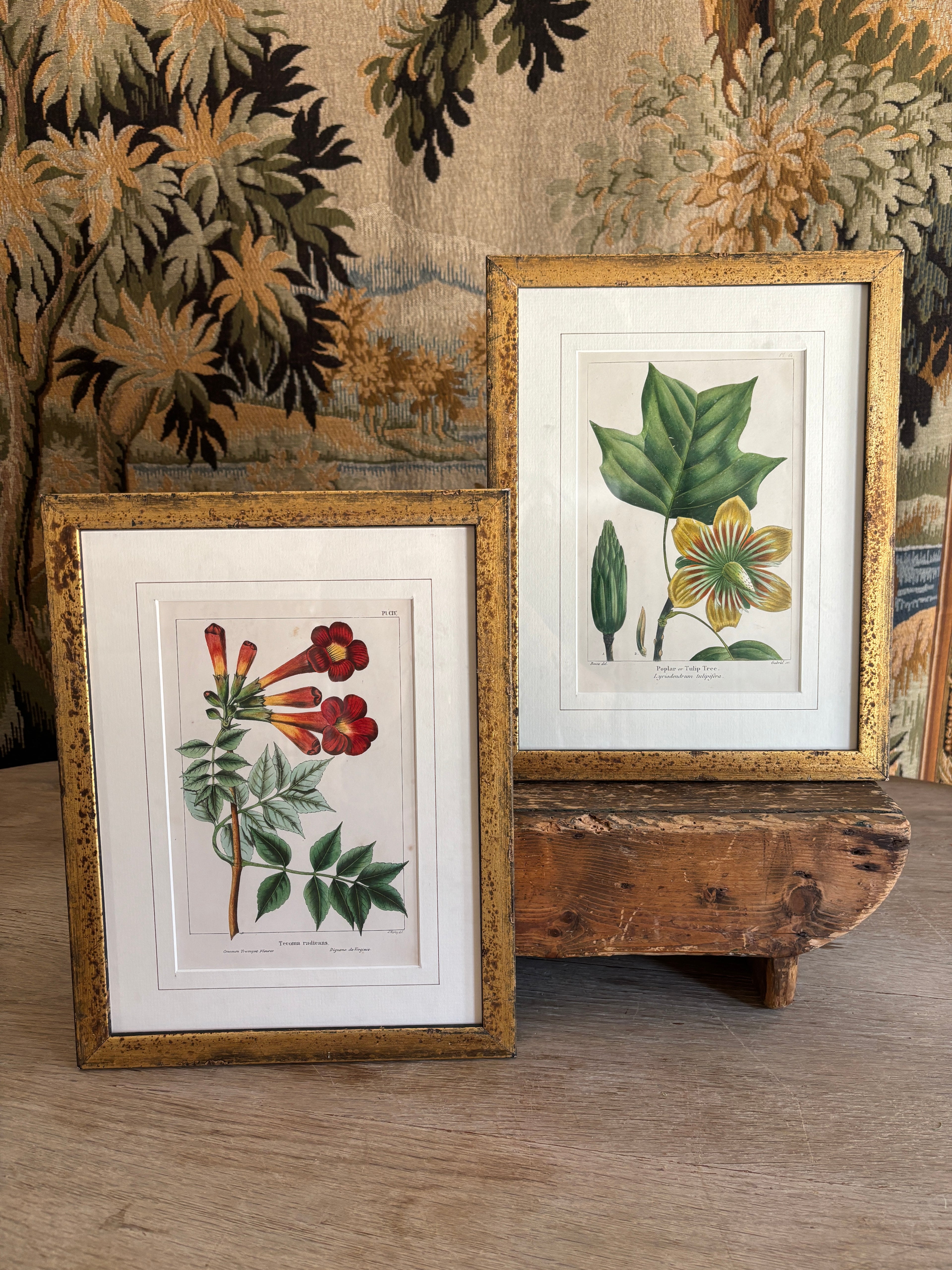 Antique Botanical Hand-Colored Lithograph, Avicennia, 1859