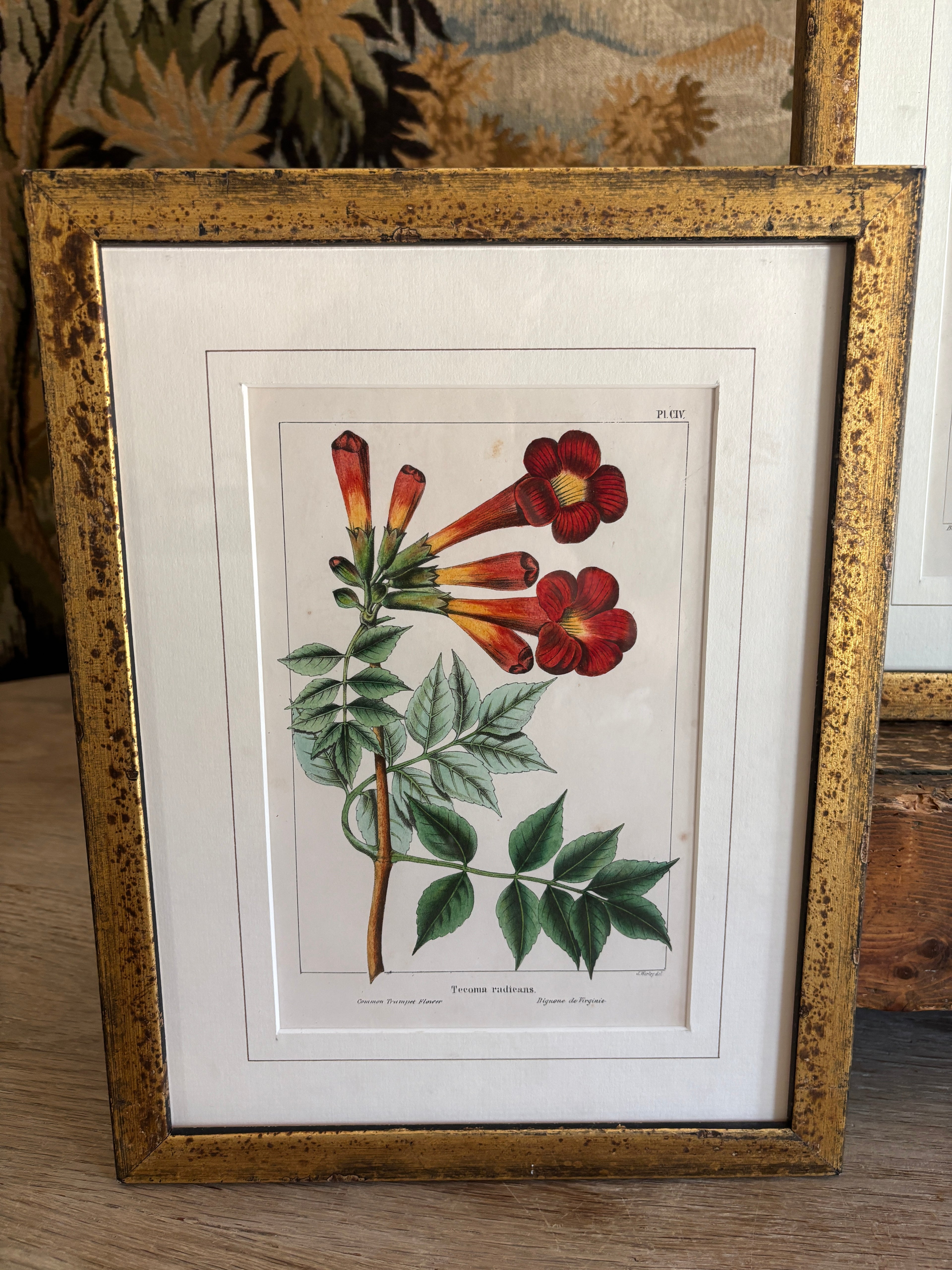 Antique Botanical Hand-Colored Lithograph, Avicennia, 1859