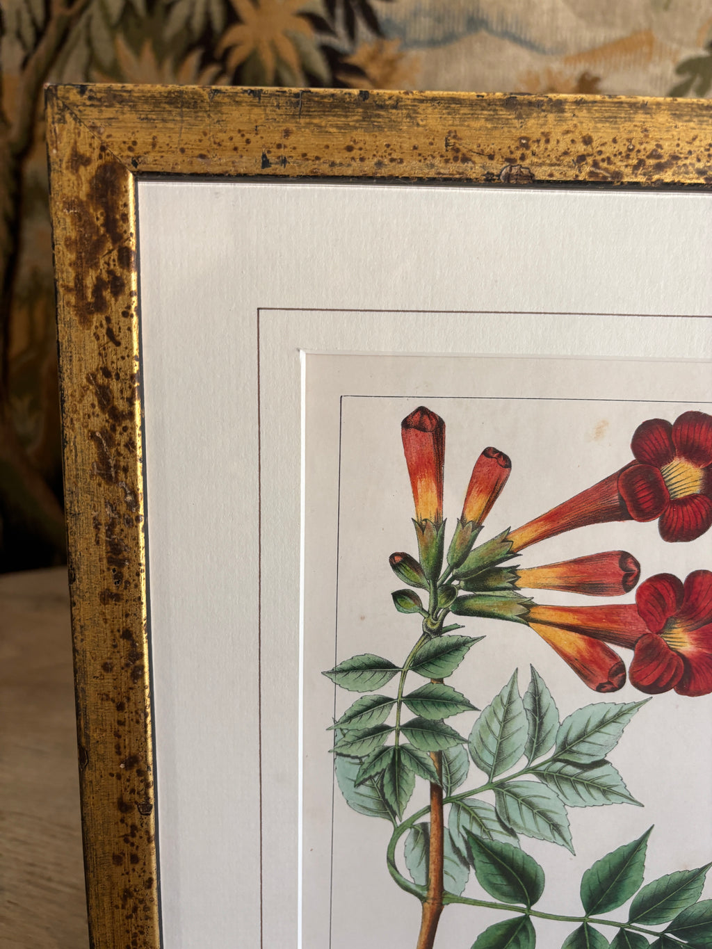 Antique Botanical Hand-Colored Lithograph, Avicennia, 1859
