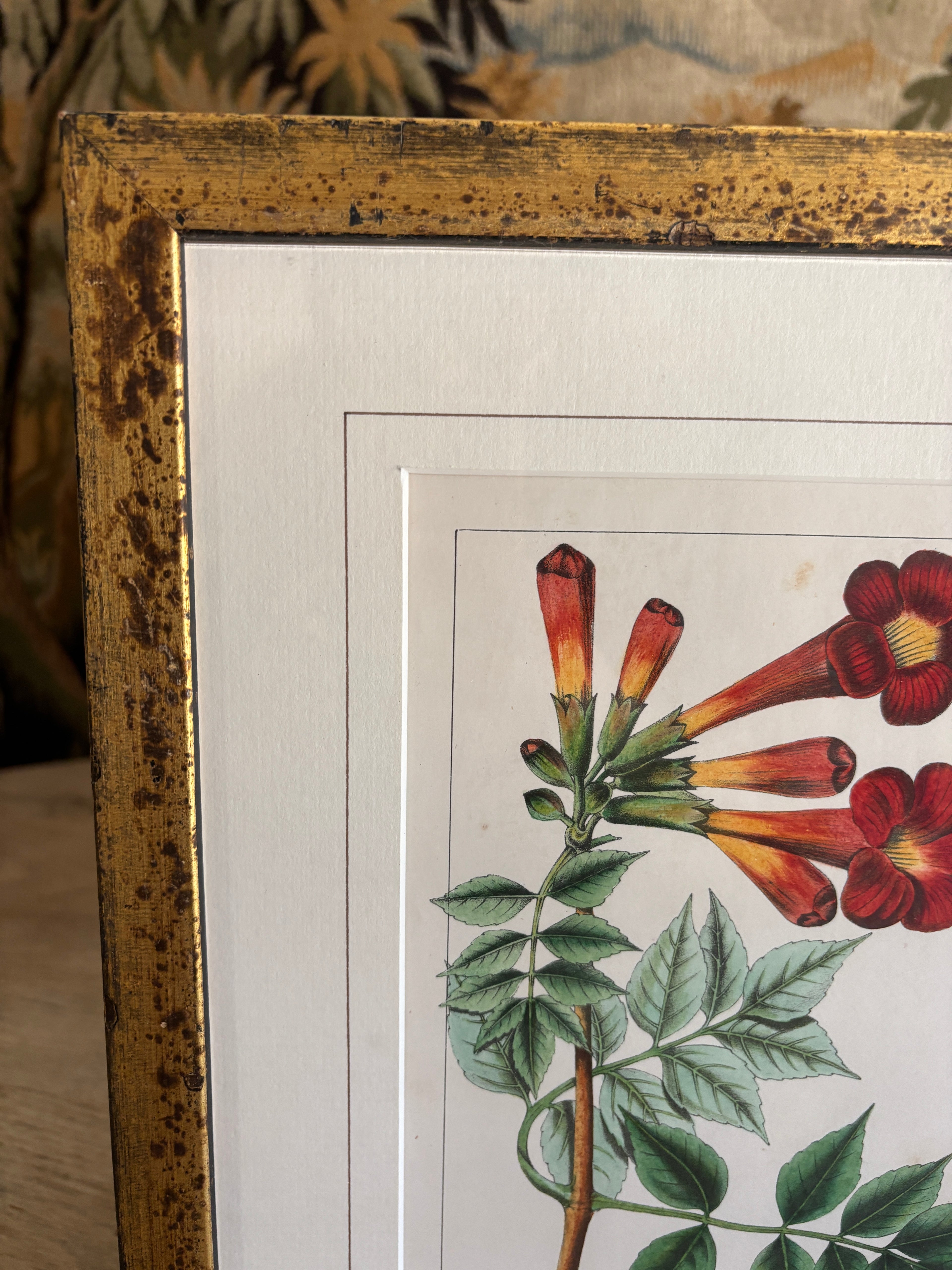 Antique Botanical Hand-Colored Lithograph, Avicennia, 1859