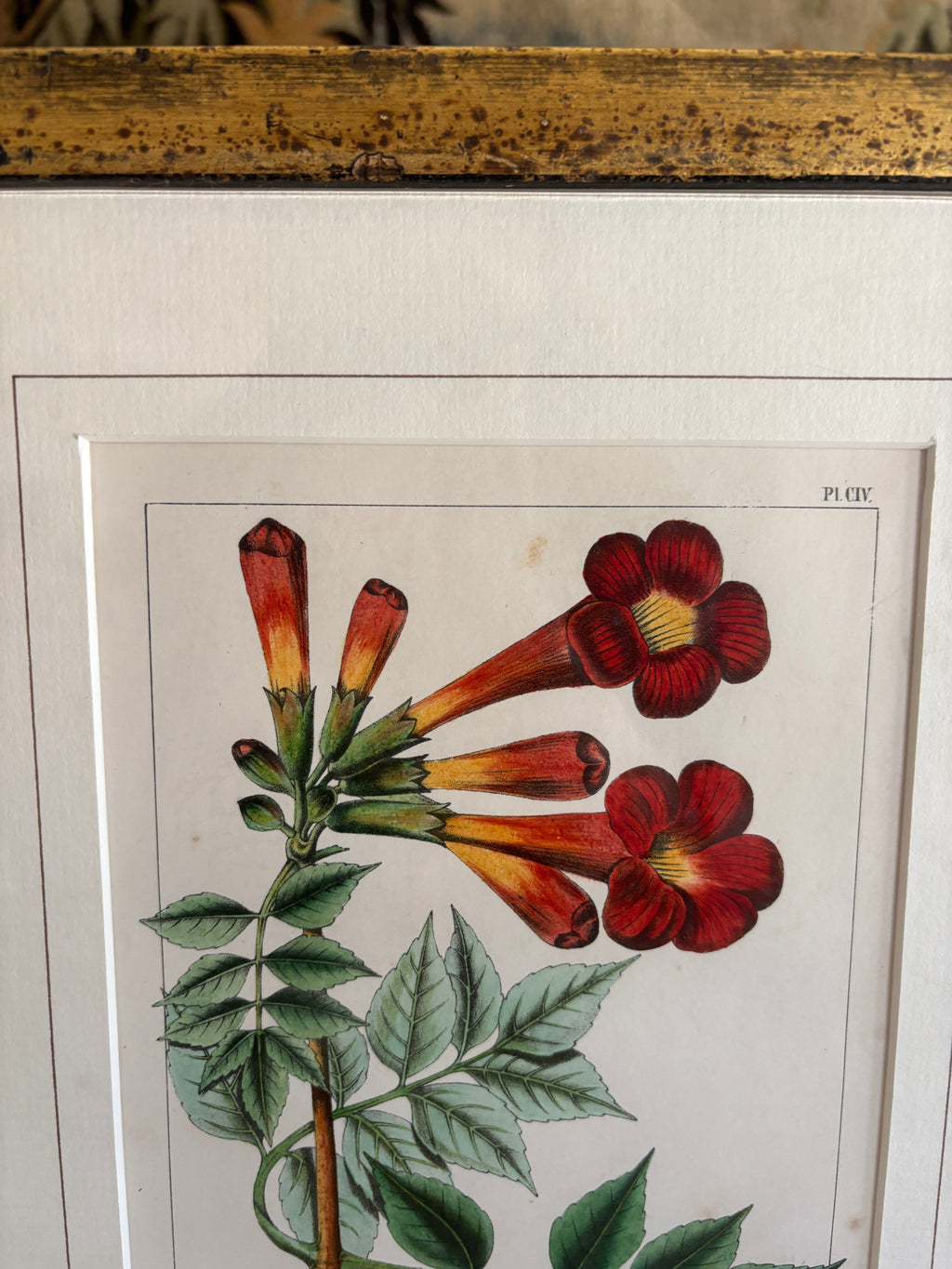 Antique Botanical Hand-Colored Lithograph, Avicennia, 1859