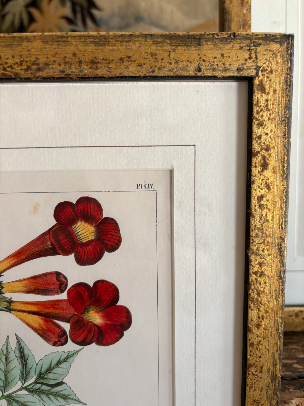 Antique Botanical Hand-Colored Lithograph, Avicennia, 1859