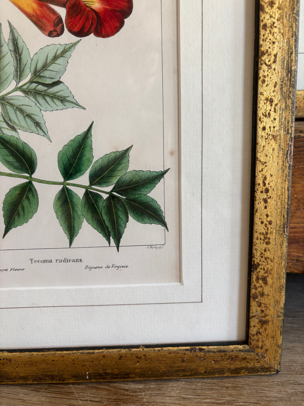 Antique Botanical Hand-Colored Lithograph, Avicennia, 1859