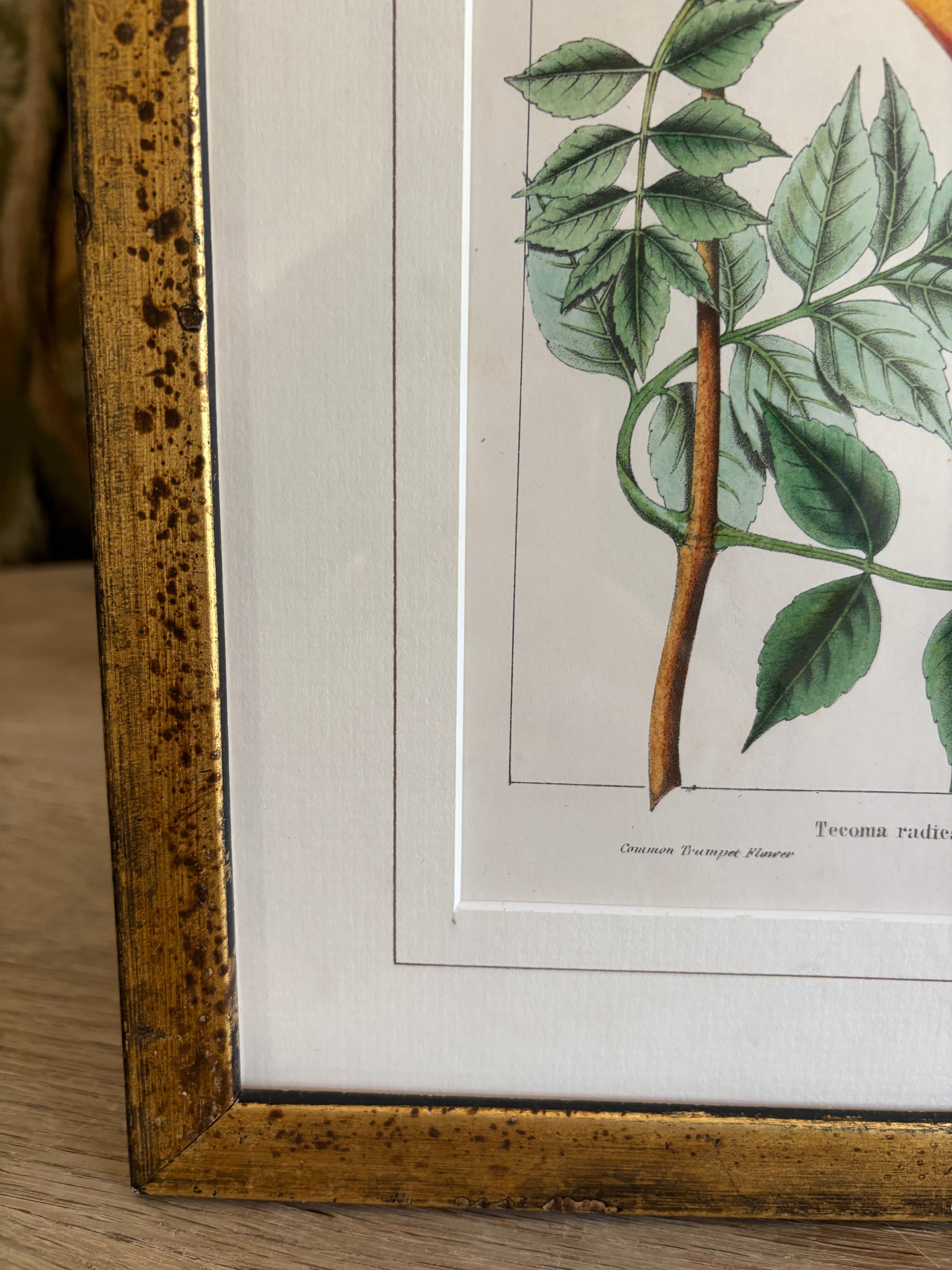 Antique Botanical Hand-Colored Lithograph, Avicennia, 1859
