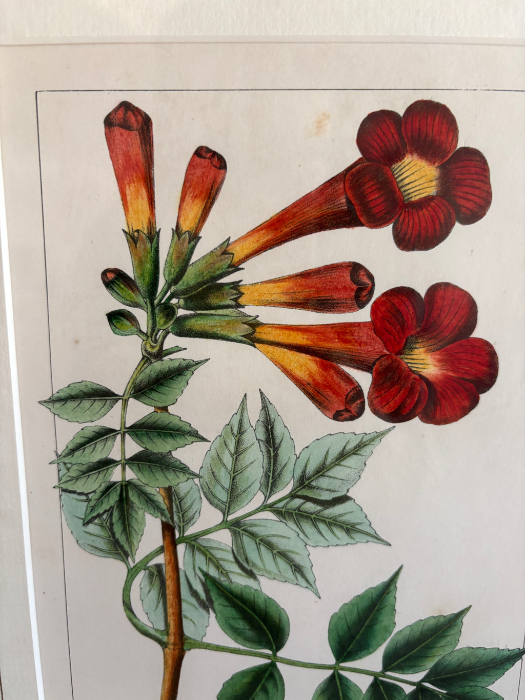 Antique Botanical Hand-Colored Lithograph, Avicennia, 1859