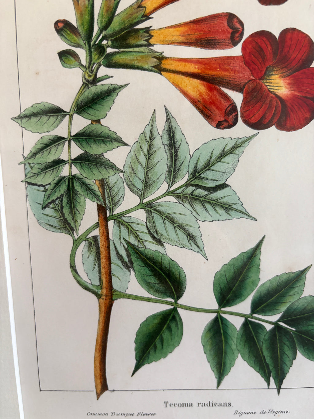 Antique Botanical Hand-Colored Lithograph, Avicennia, 1859