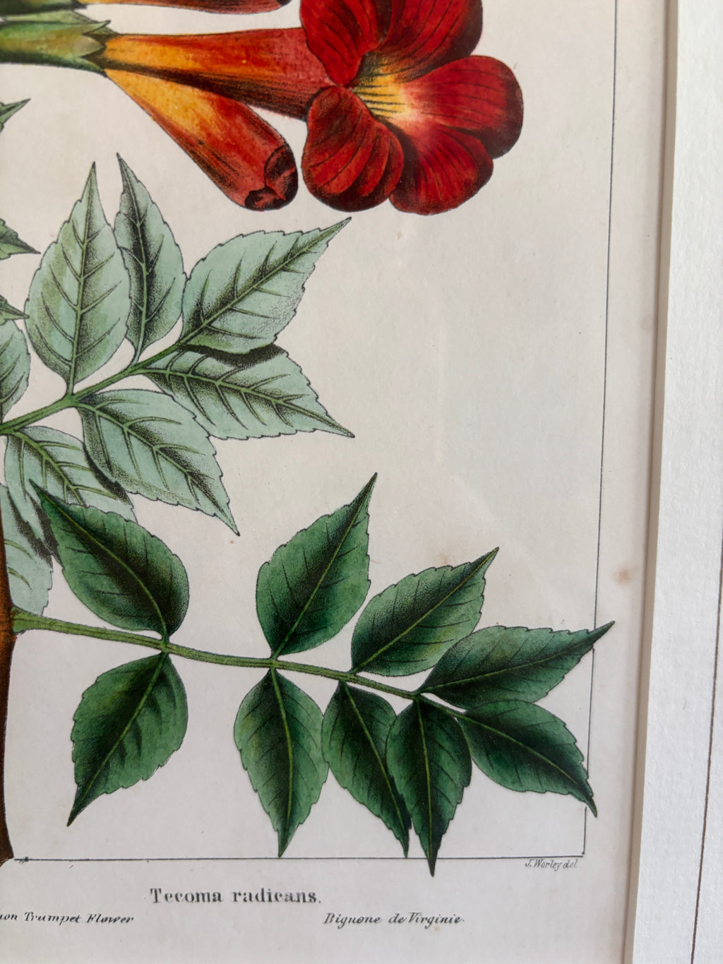 Antique Botanical Hand-Colored Lithograph, Avicennia, 1859